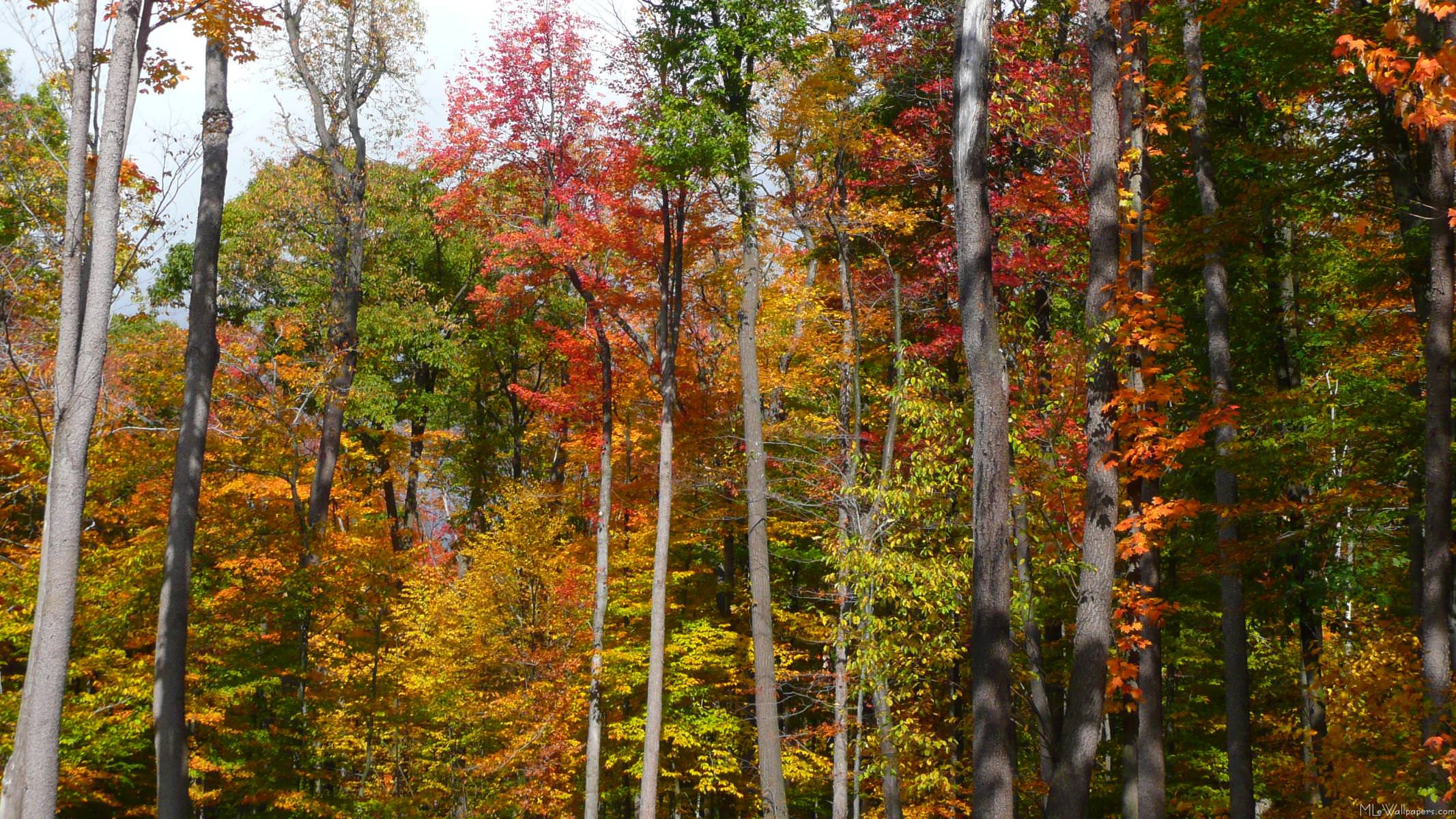 2133x1200 MLeWallpaper.com in the Forest