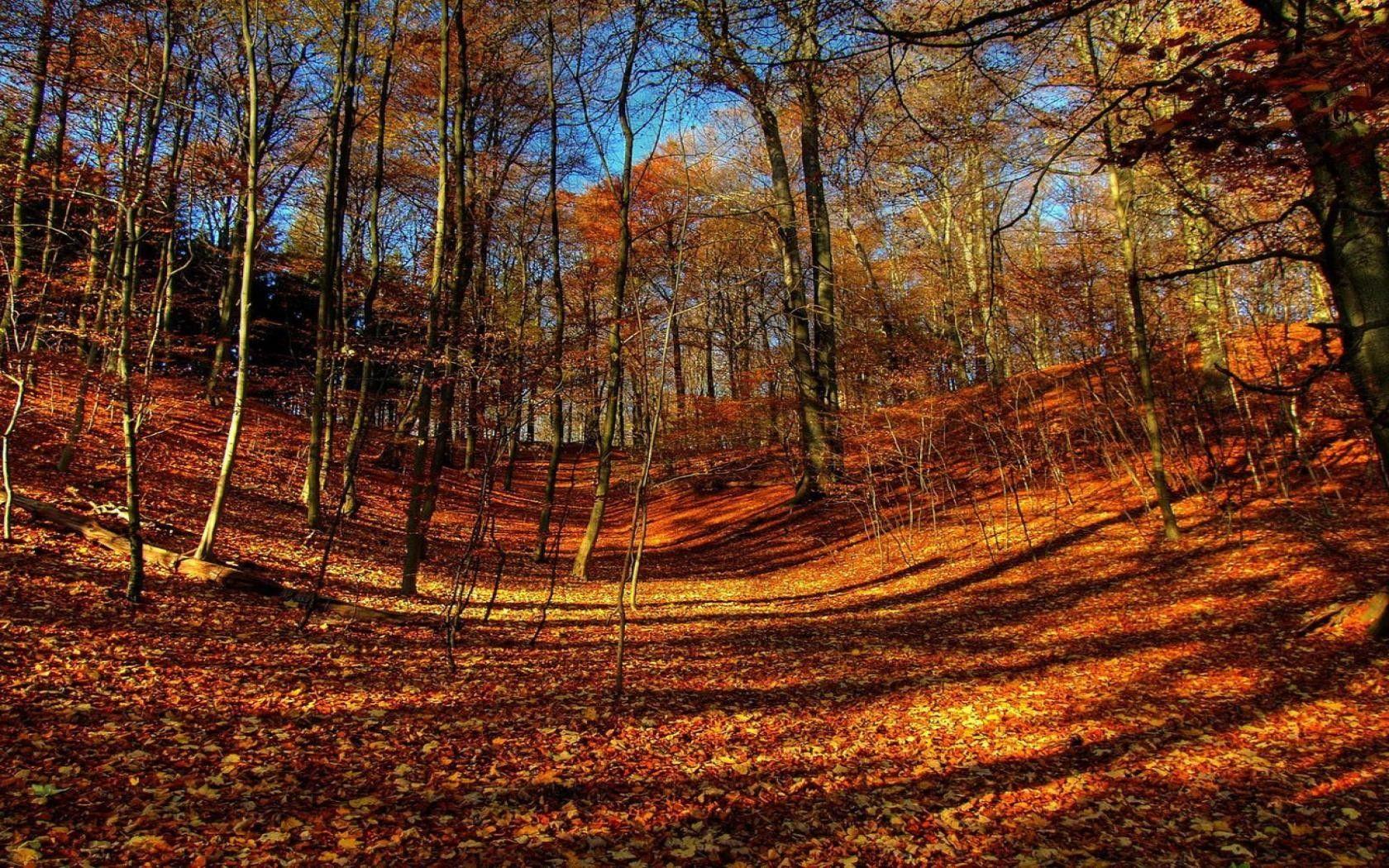 1680x1050 Beach Colors Autumn Leaves Fall Trees Forest Wallpaper HD iPhone 6