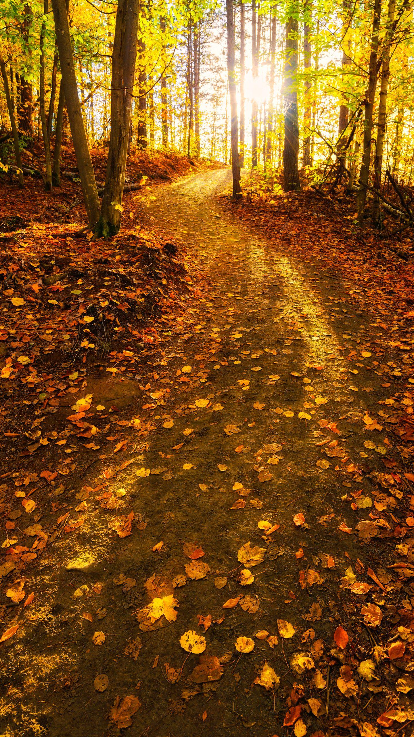 1440x2560 Samsung Galaxy S7 Fall Forest Wallpaper