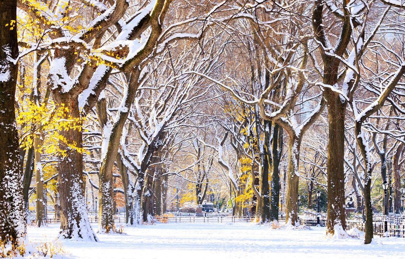 1332x850 Wallpaper alley, New York, usa, Central Park, the first snow