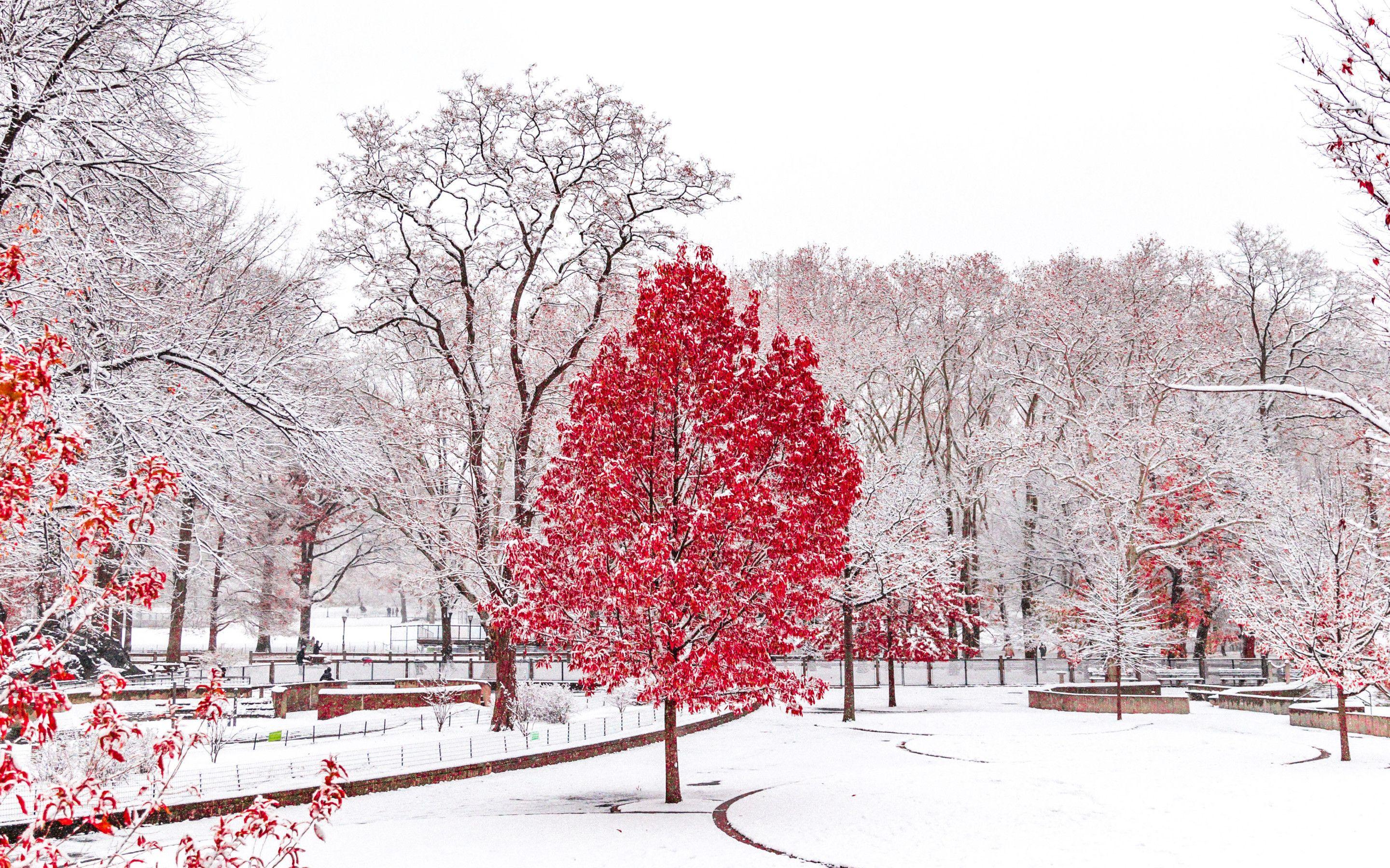 2880x1800 Red Winter Central Park 5k Macbook Pro Retina HD 4k
