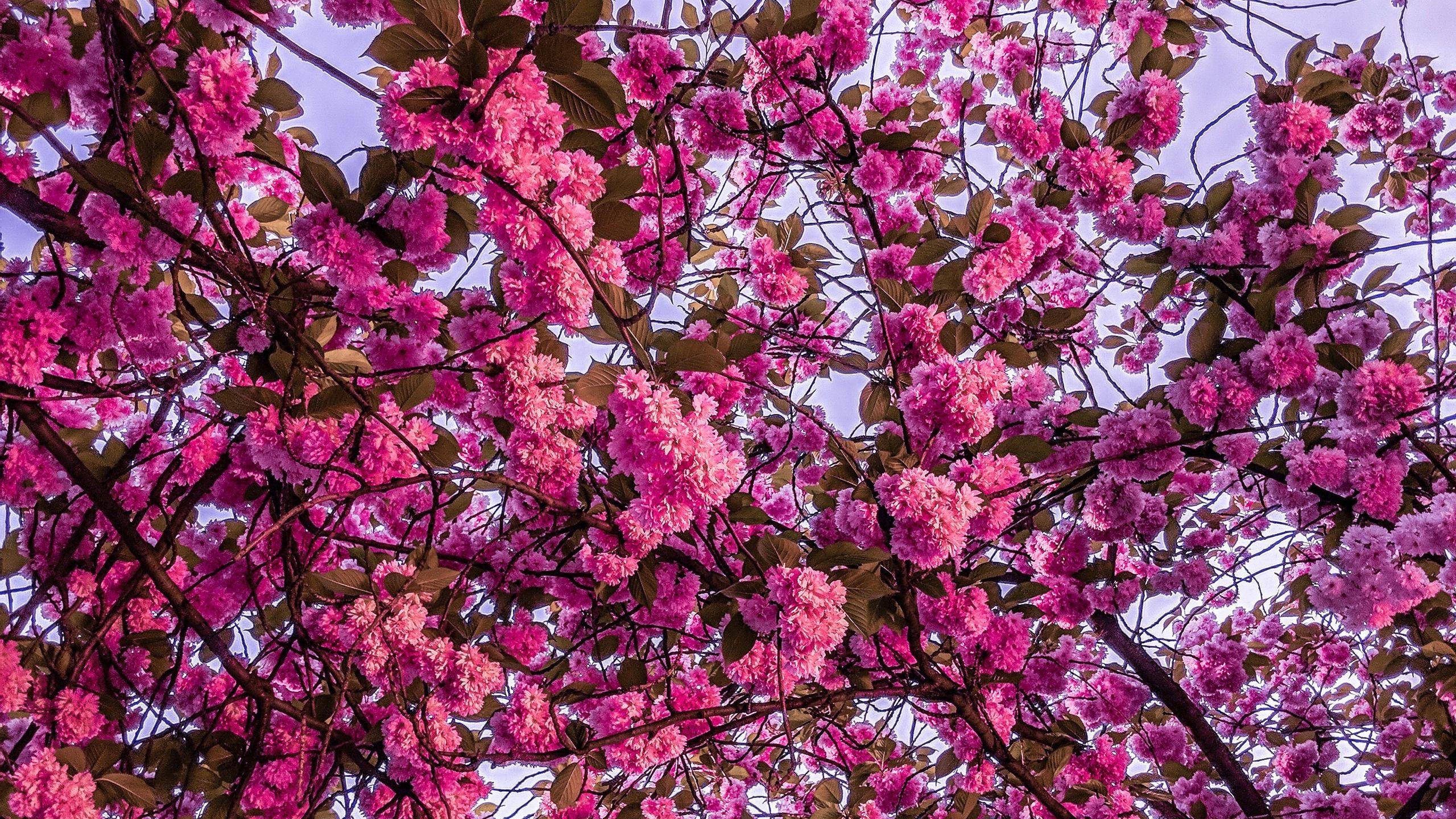 2560x1440 Download wallpaper 2560x1440 cherry blossom, sakura, bloom