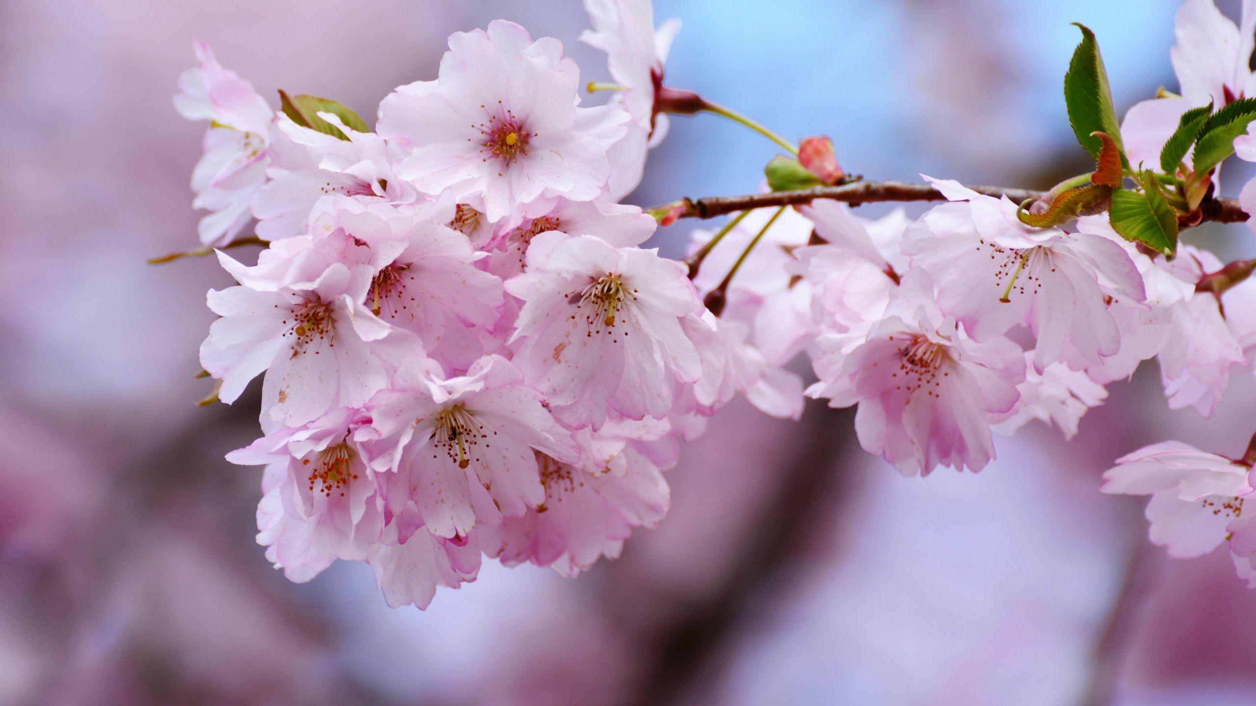 2560x1440 Cherry Blossom Wallpapers - Top Free 2560x1440 Cherry Blossom ...