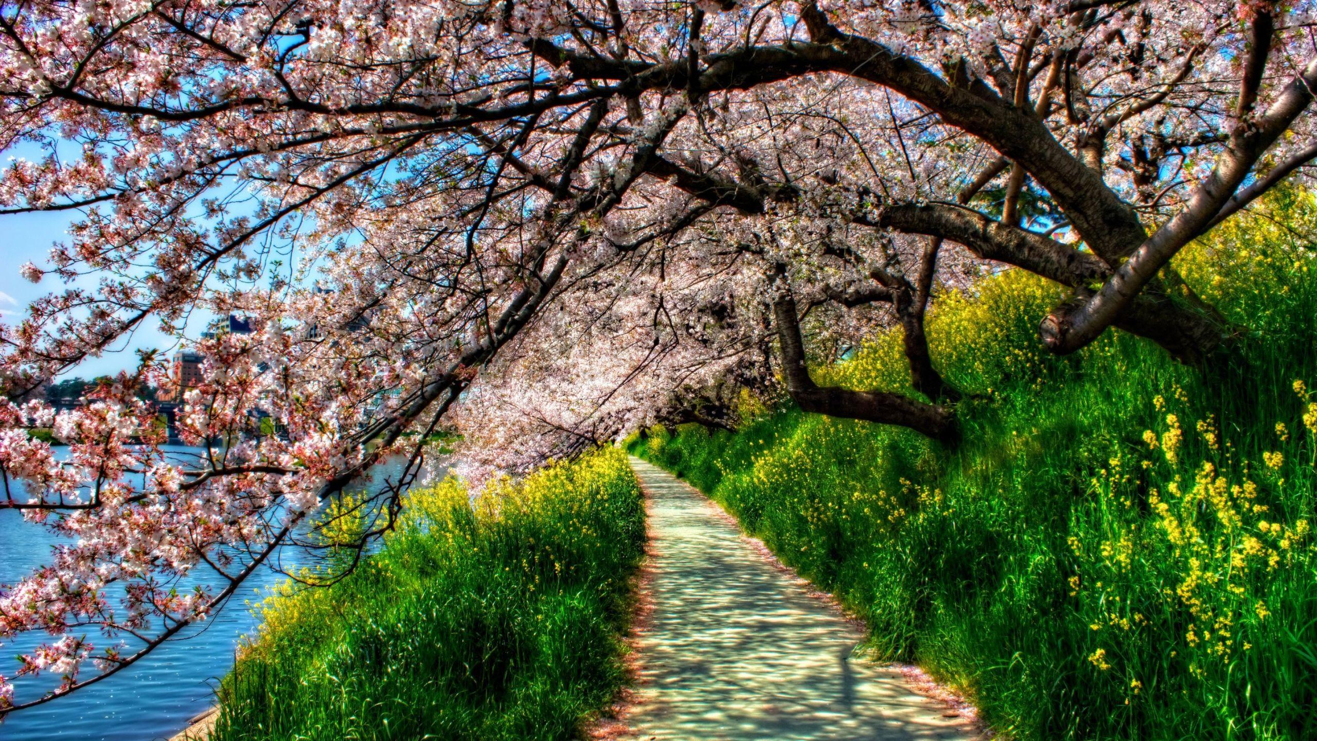 2560x1440 Cherry Blossom Tunnel Mac Wallpaper Download