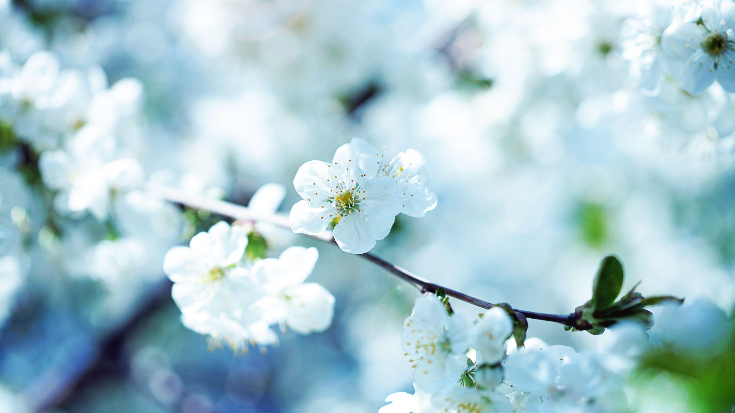 2560x1440 Cherry blossom desktop PC and Mac wallpaper