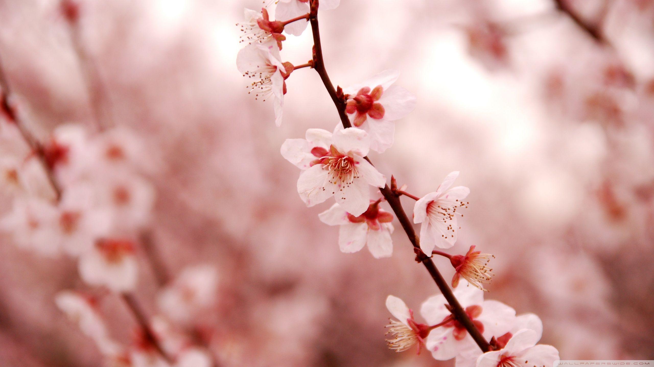 2560x1440 Cherry Blossom Ultra HD Desktop Background Wallpaper for 4K UHD TV