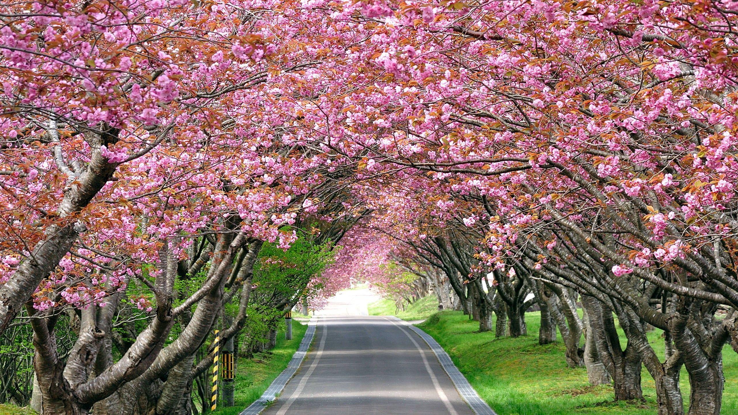 2560x1440 Splendid Cherry Blossom 2560x1440 HDTV Wallpaper