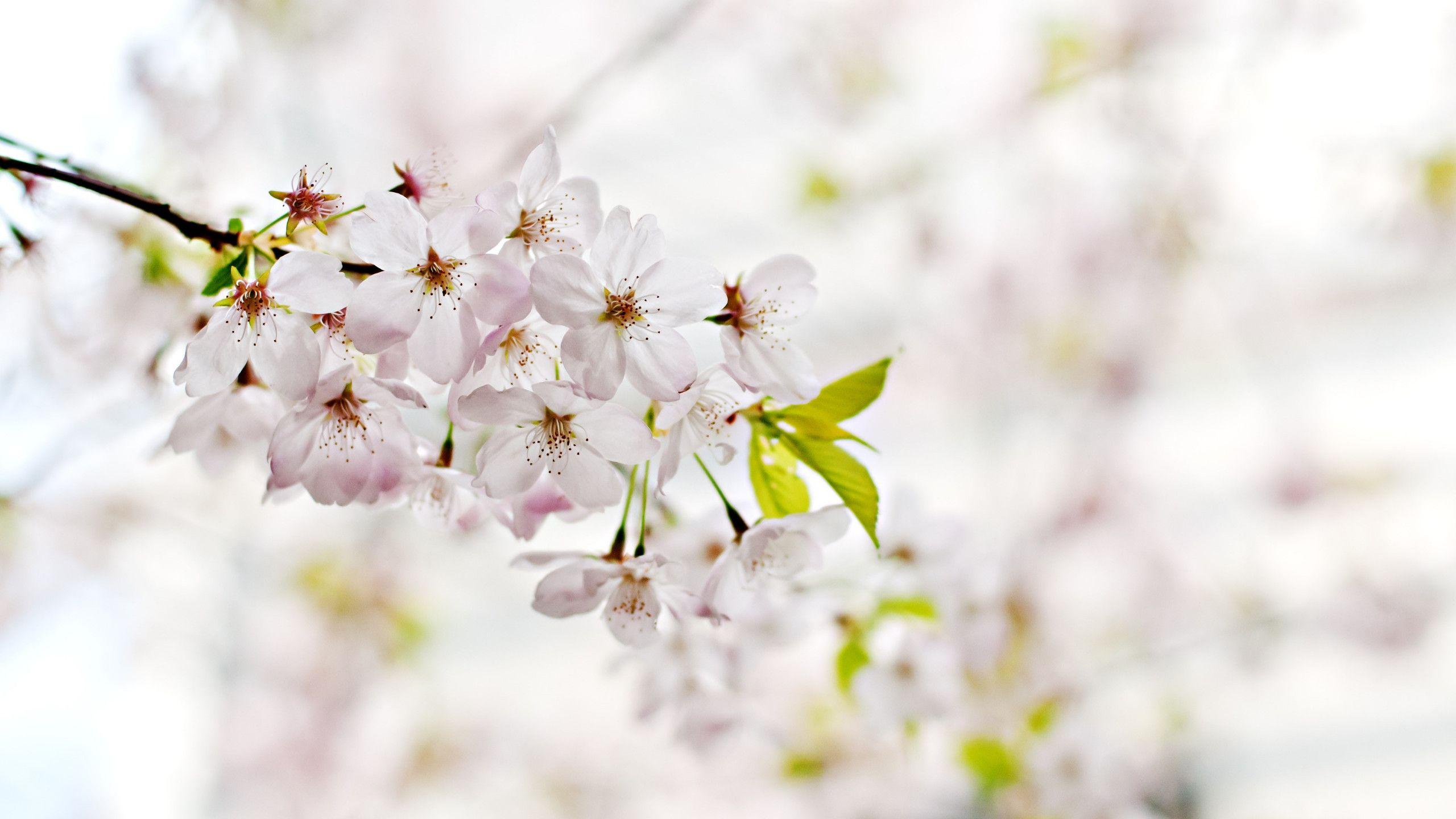 2560x1440 Download wallpaper: Cherry Blossoms. Flowers of Spring 2560x1440