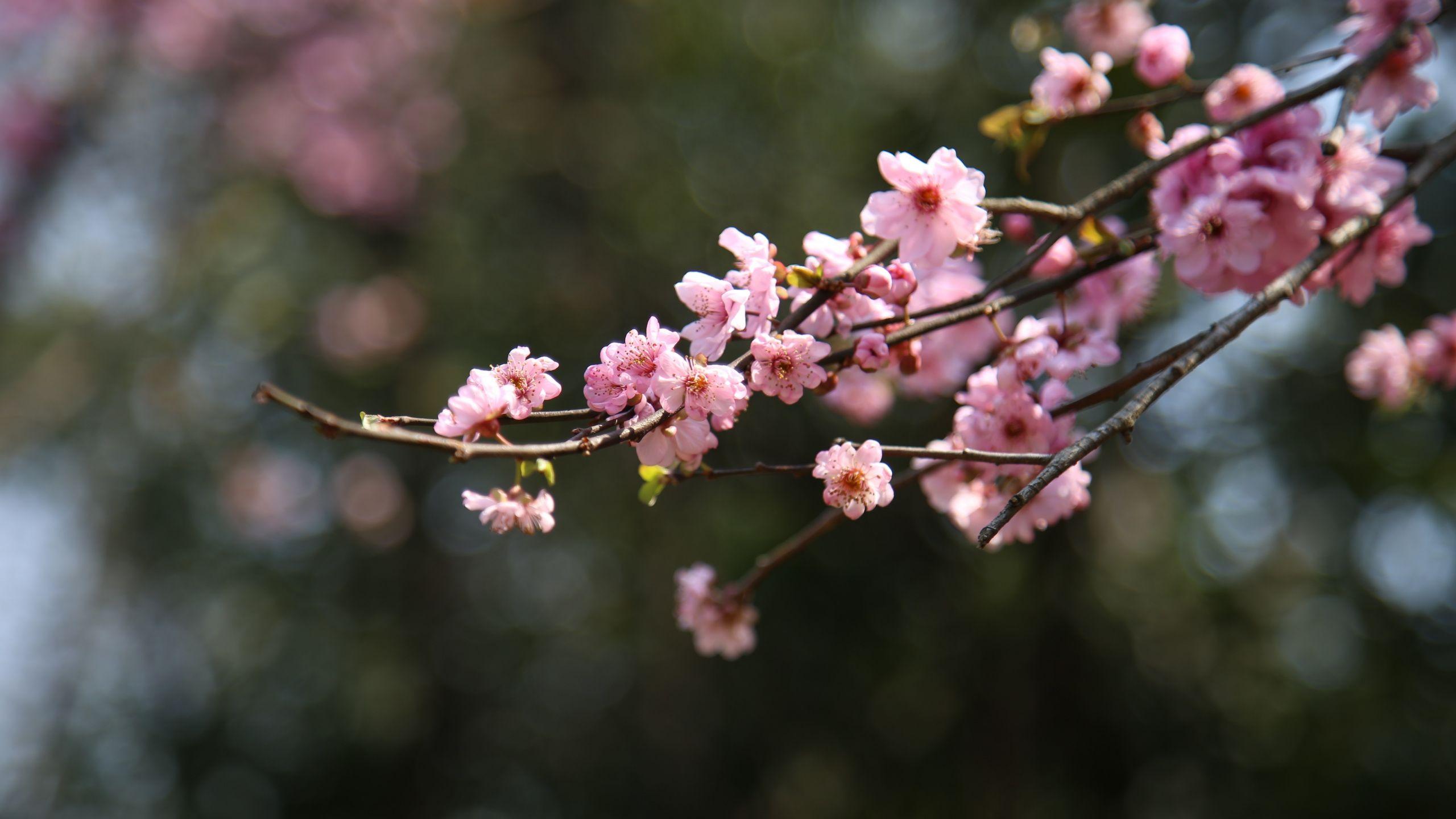 2560x1440 Download 2560x1440 wallpaper blur, bokeh, cherry blossom, spring