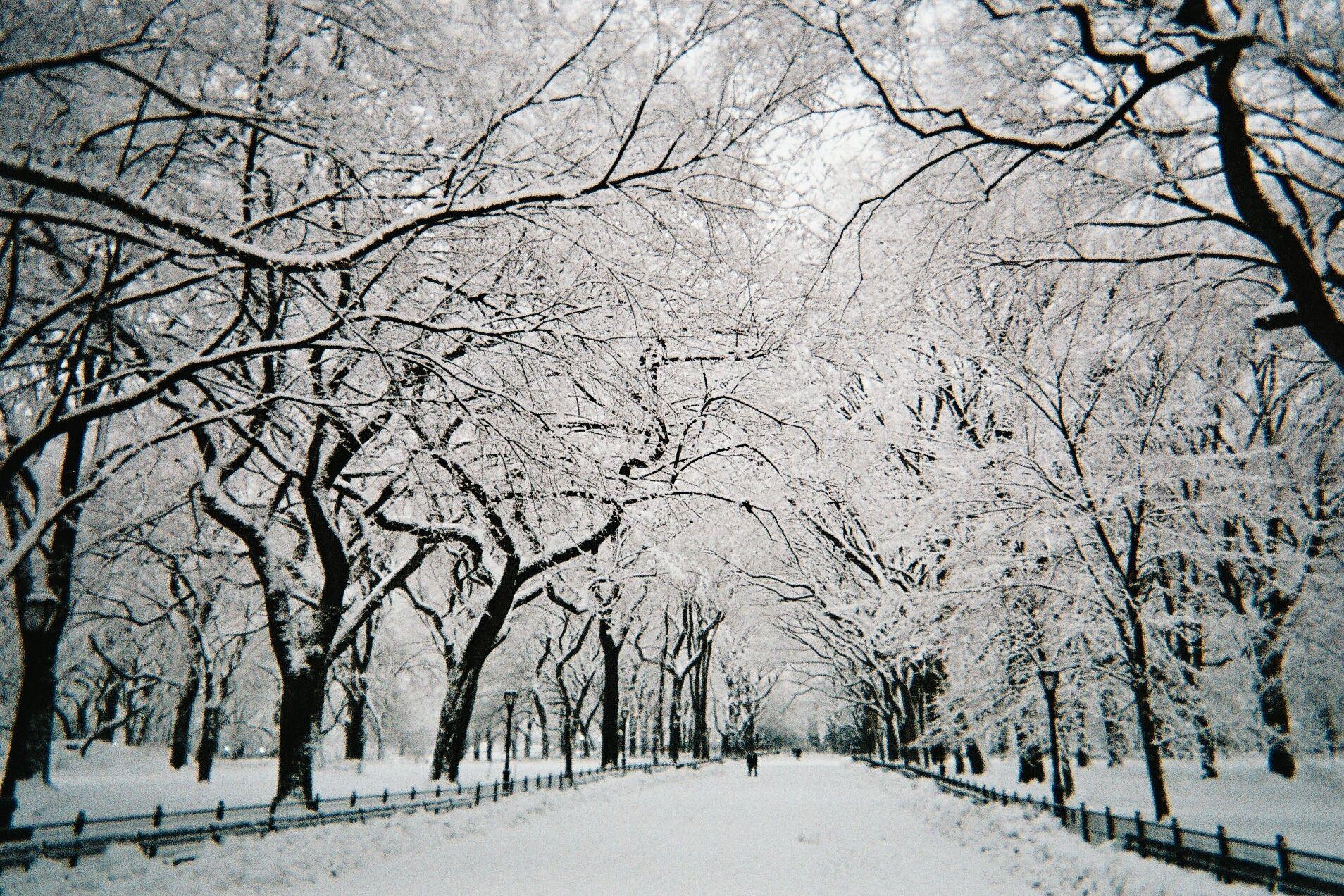 1908x1272 Free download new york city central park winter MEMEs 1908x1272