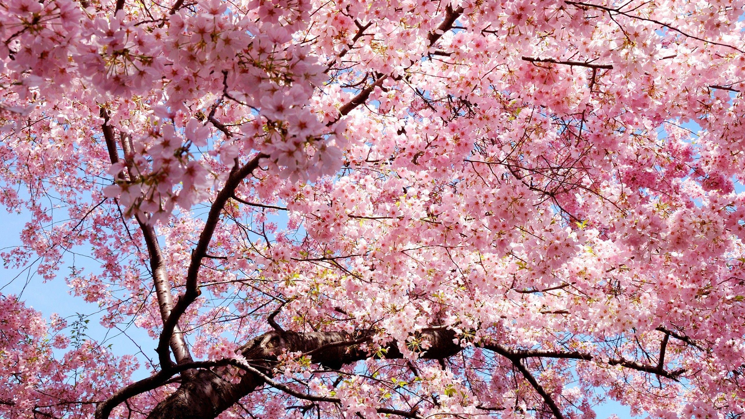 2560x1440 Cherry Blossom Wallpapers Top Free 2560x1440 Cherry Blossom