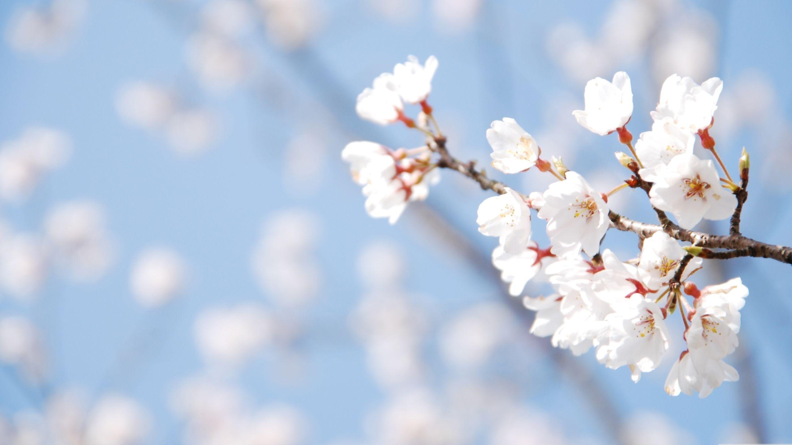 2560x1440 Cherry Blossom And Blue Sky Mac Wallpaper Download