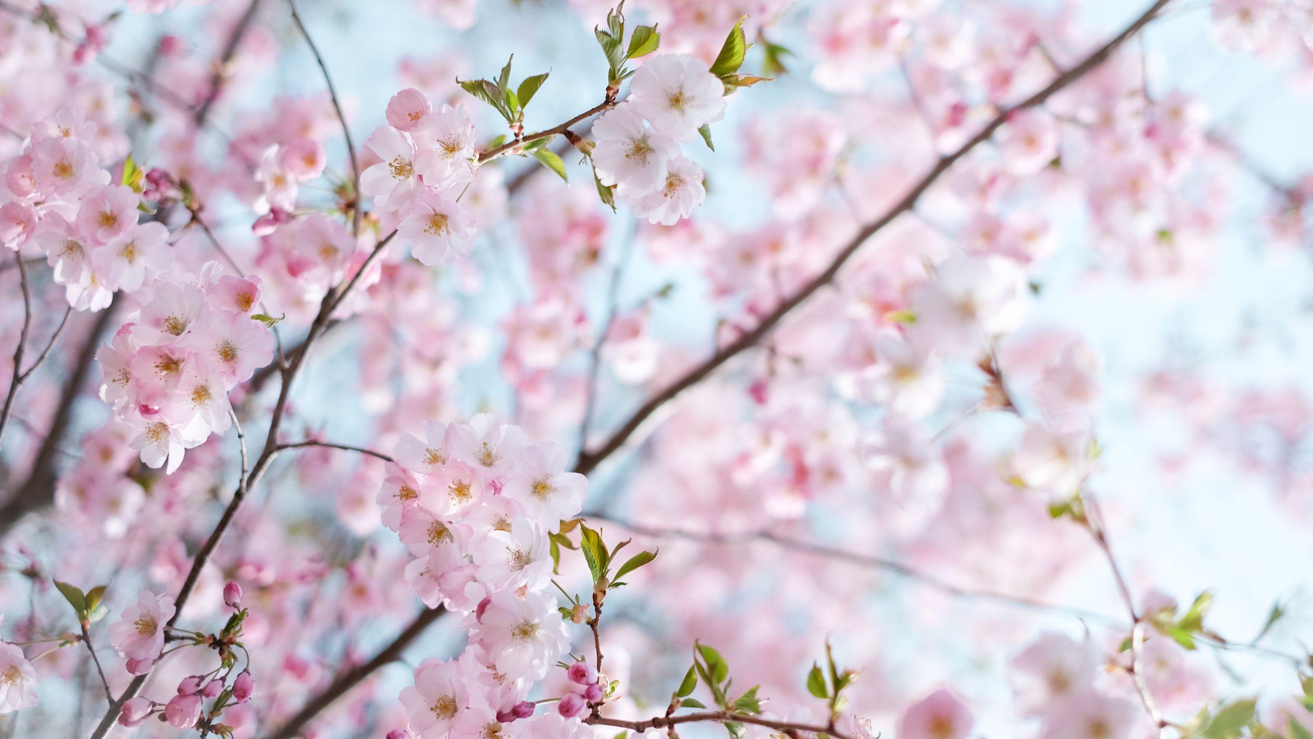 2560x1440 Cherry Blossom Wallpapers - Top Free 2560x1440 Cherry Blossom ...