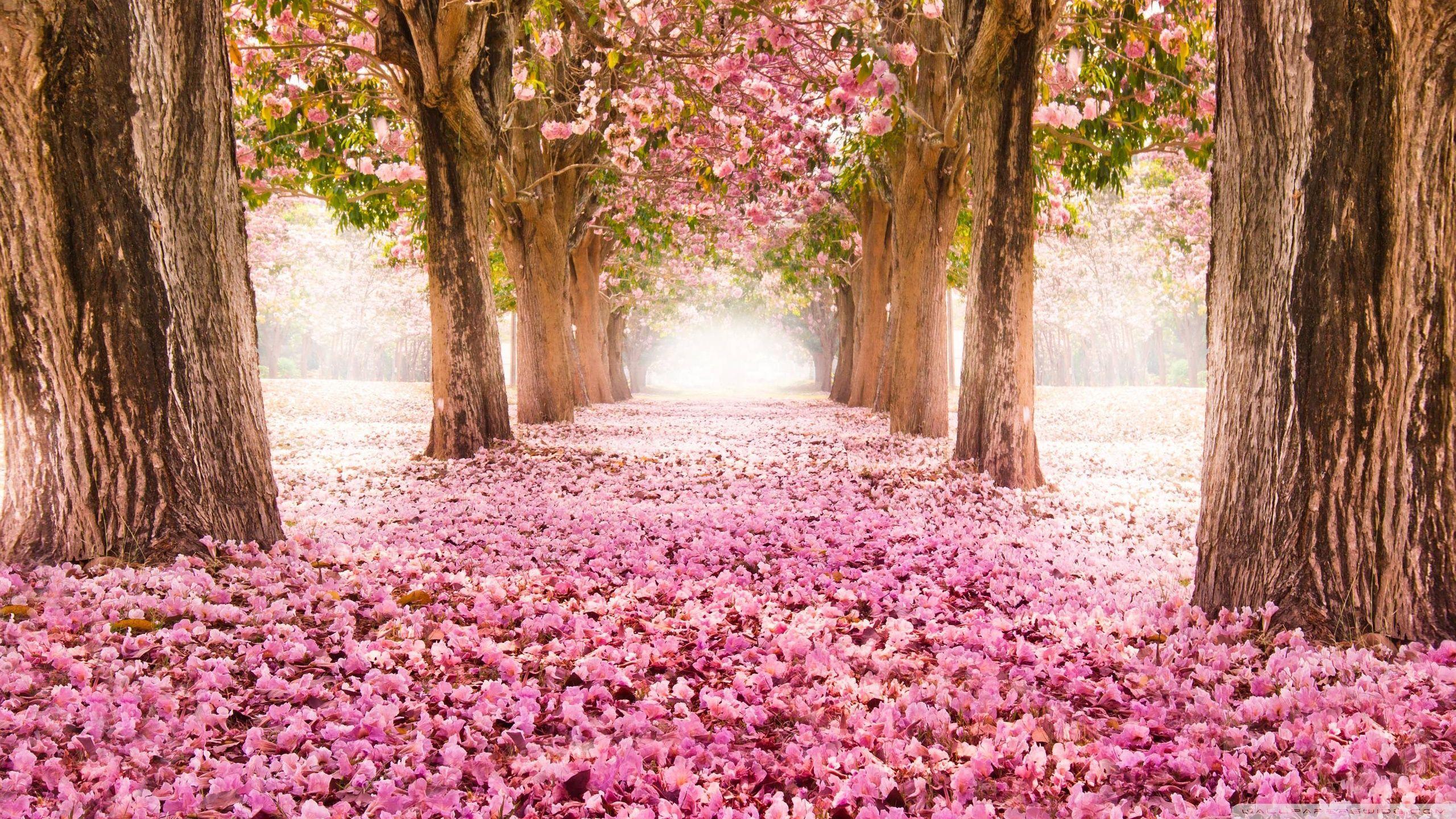 2560x1440 Love_path Wallpaper 2560x1440. Tree Tunnel, Spring Flowers