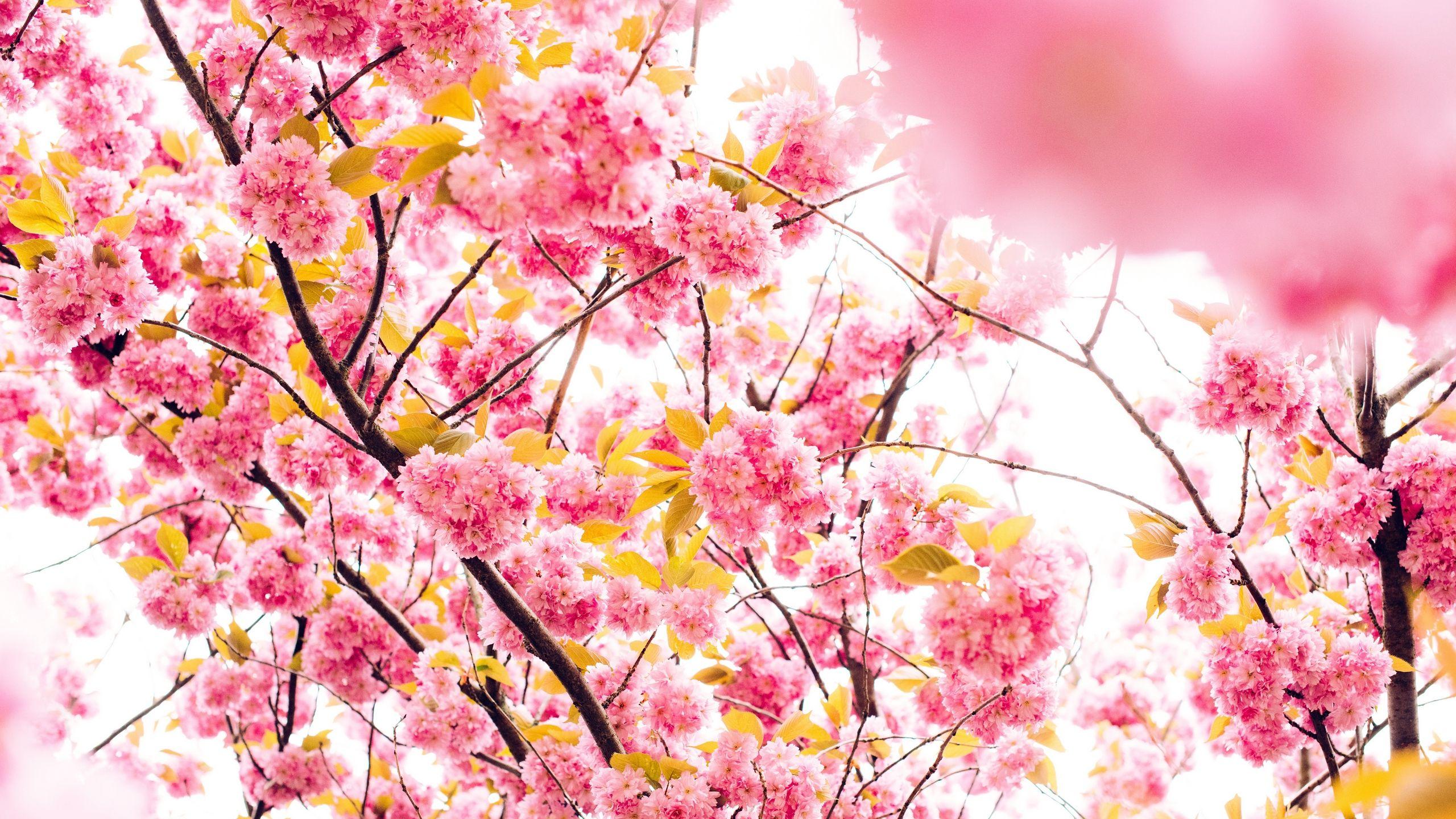 2560x1440 Download wallpaper 2560x1440 cherry, flowers, flowering, tree