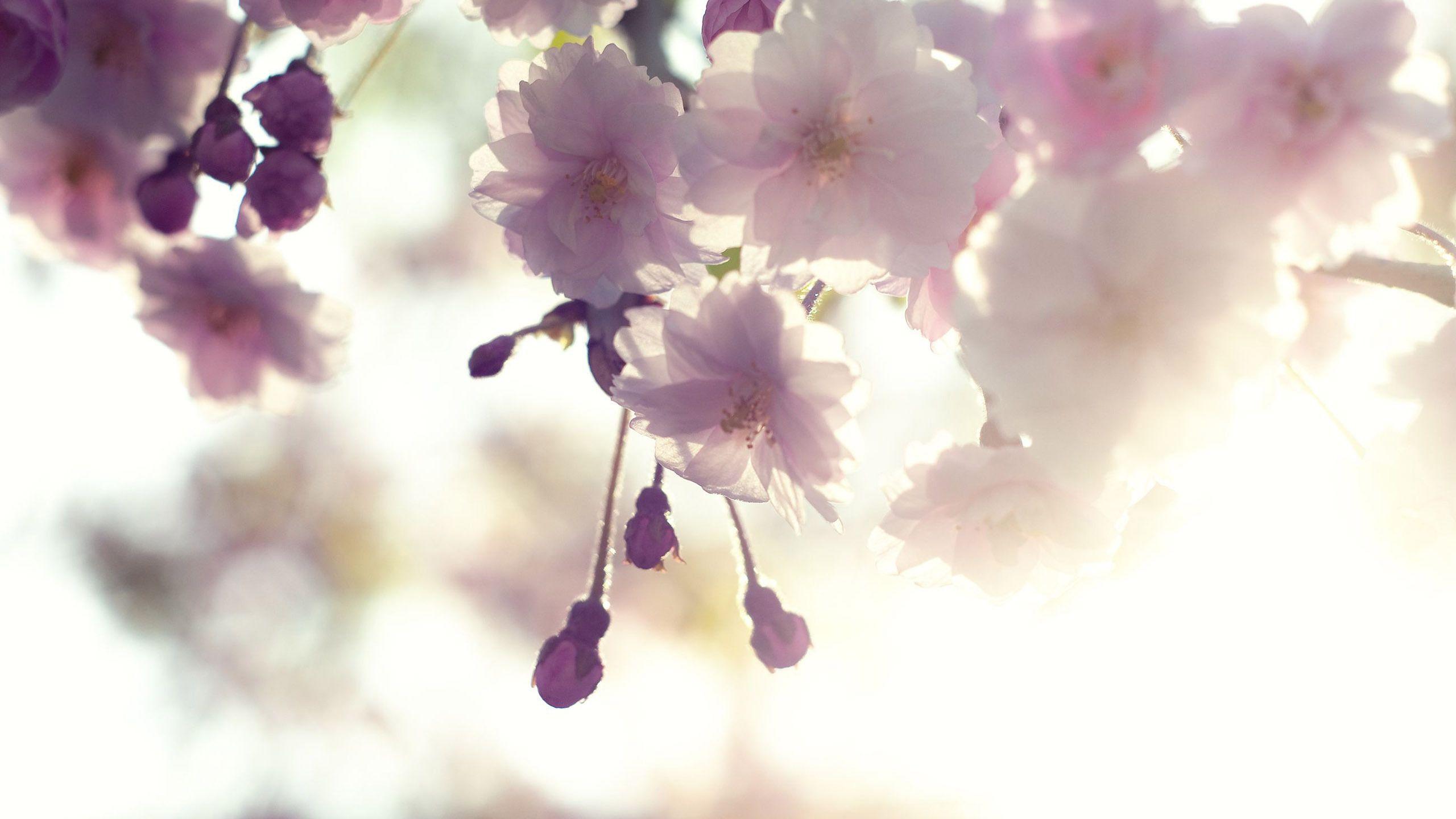 2560x1440 Free download Download Pink cherry blossom wallpaper 2560x1440