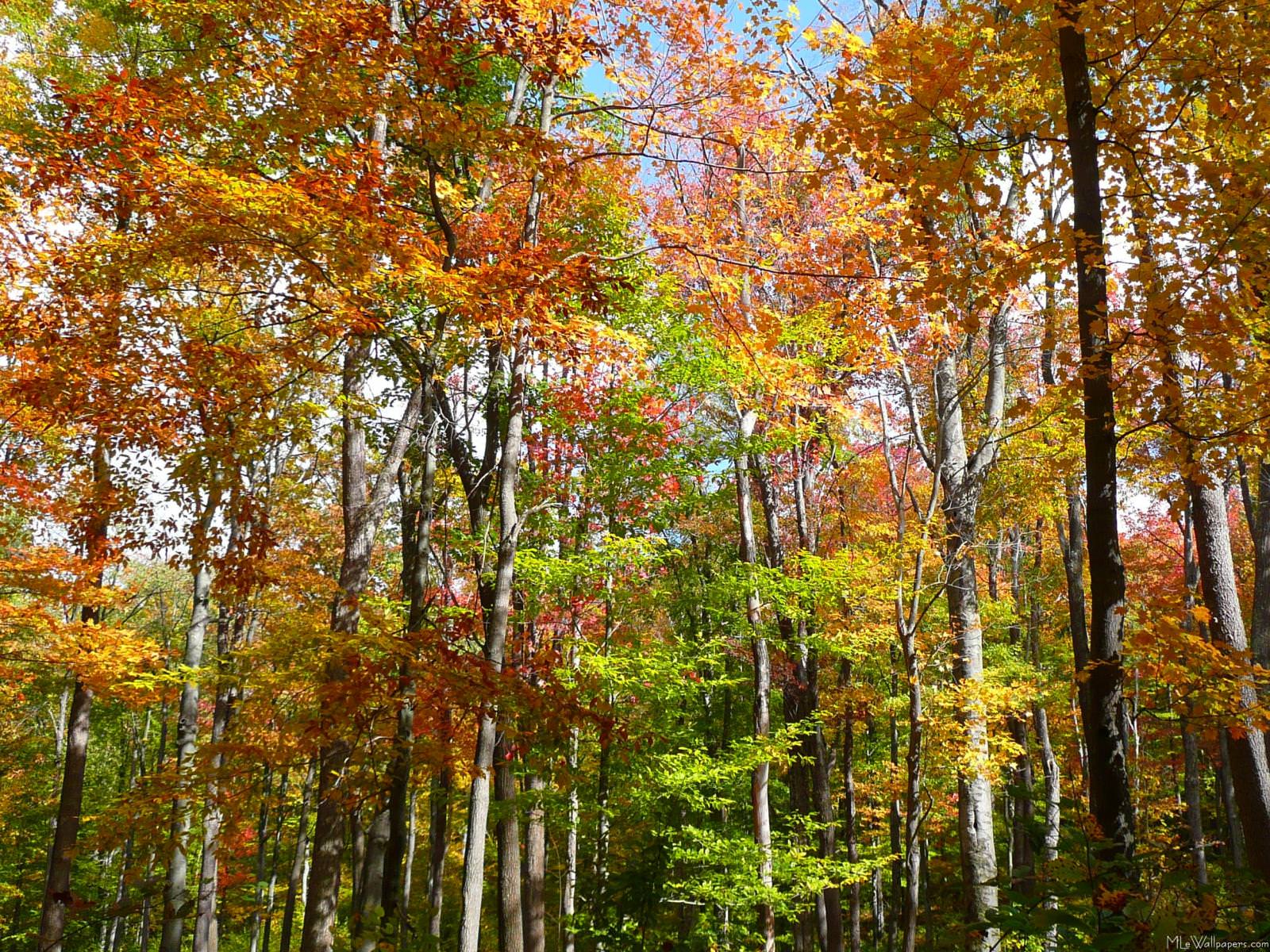 1600x1200 MLeWallpaper.com Forest II