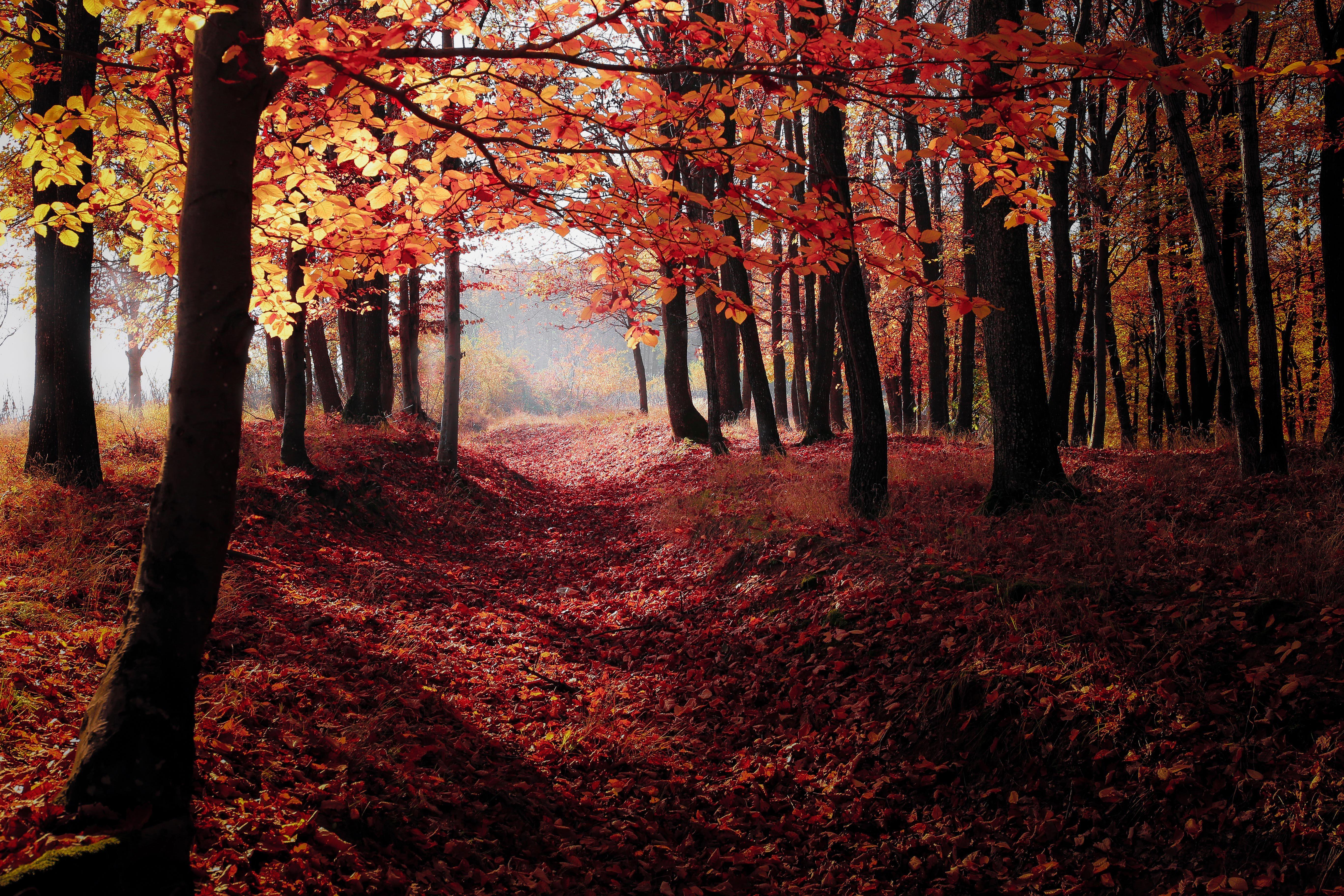 5472x3648 Autumn Woods Trees Fall Forest 5k, HD Nature, 4k Wallpaper, Image