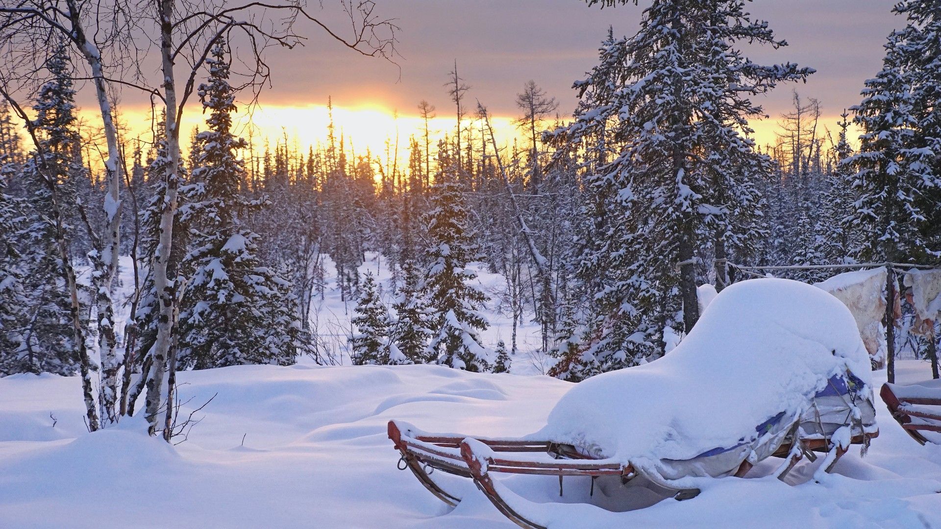 1920x1080 Cloud Firs Pine Sleigh Snow During Sunset 4K HD Winter Wallpaper
