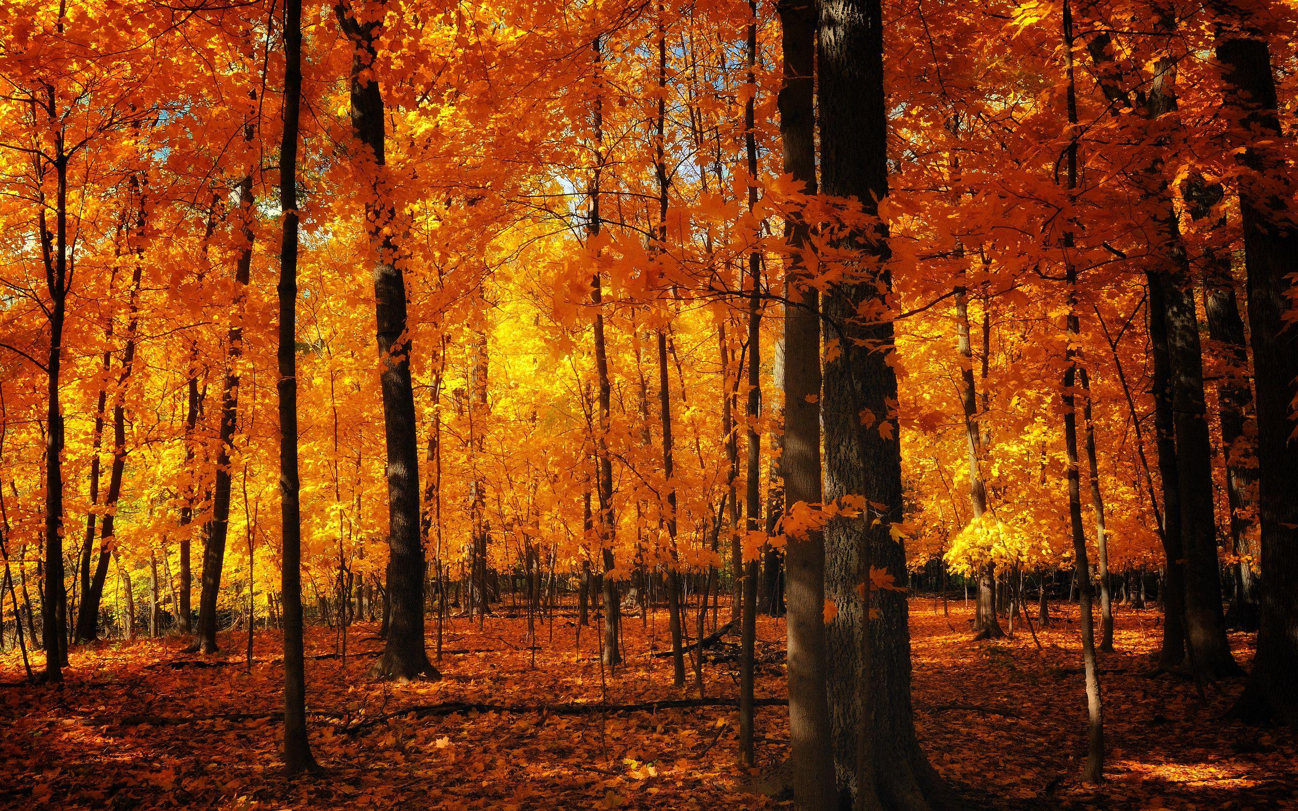 2560x1600 fall forest wallpaper Desktop Wallpaperk HD