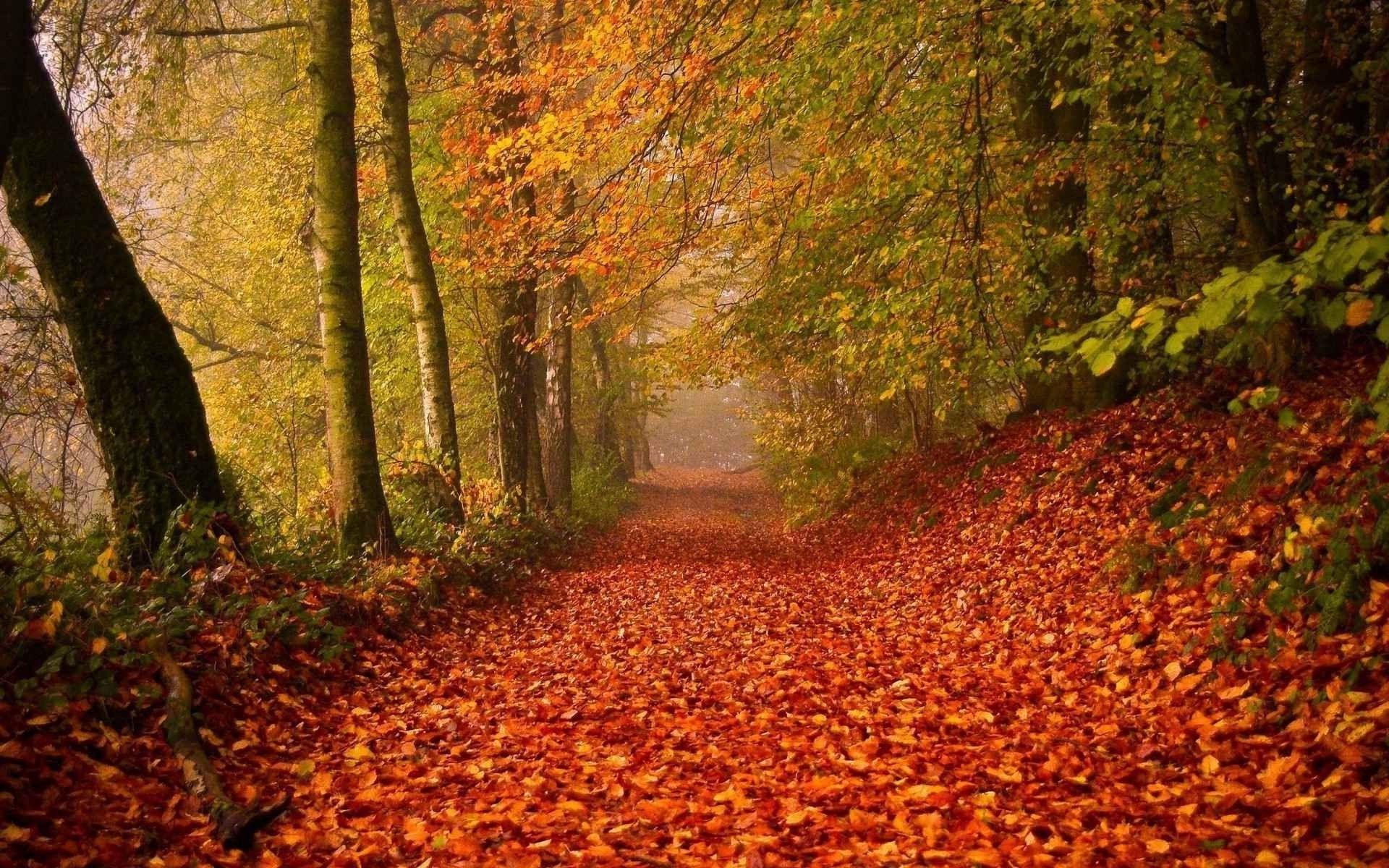 1920x1200 fall deer nature forest wallpaper and background