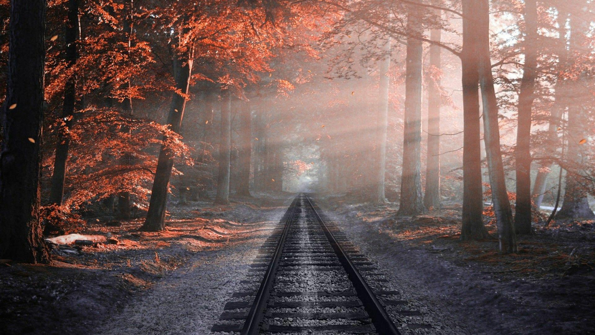 1920x1080 Track In The Fall Forest Wallpaper. Wallpaper Studio 10