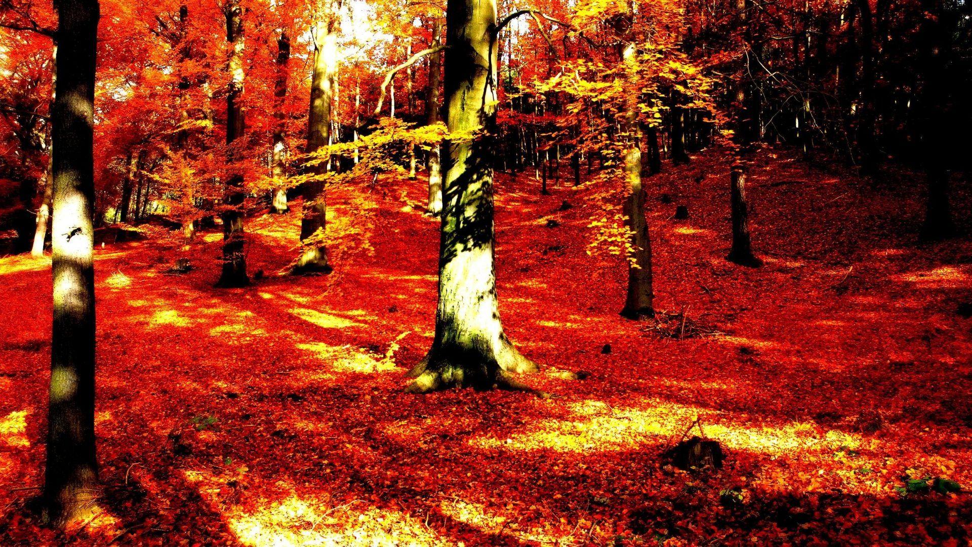 1920x1080 AA2211 Color wallpaper: Leaves Full HD Wallpaper Widescreen Nature