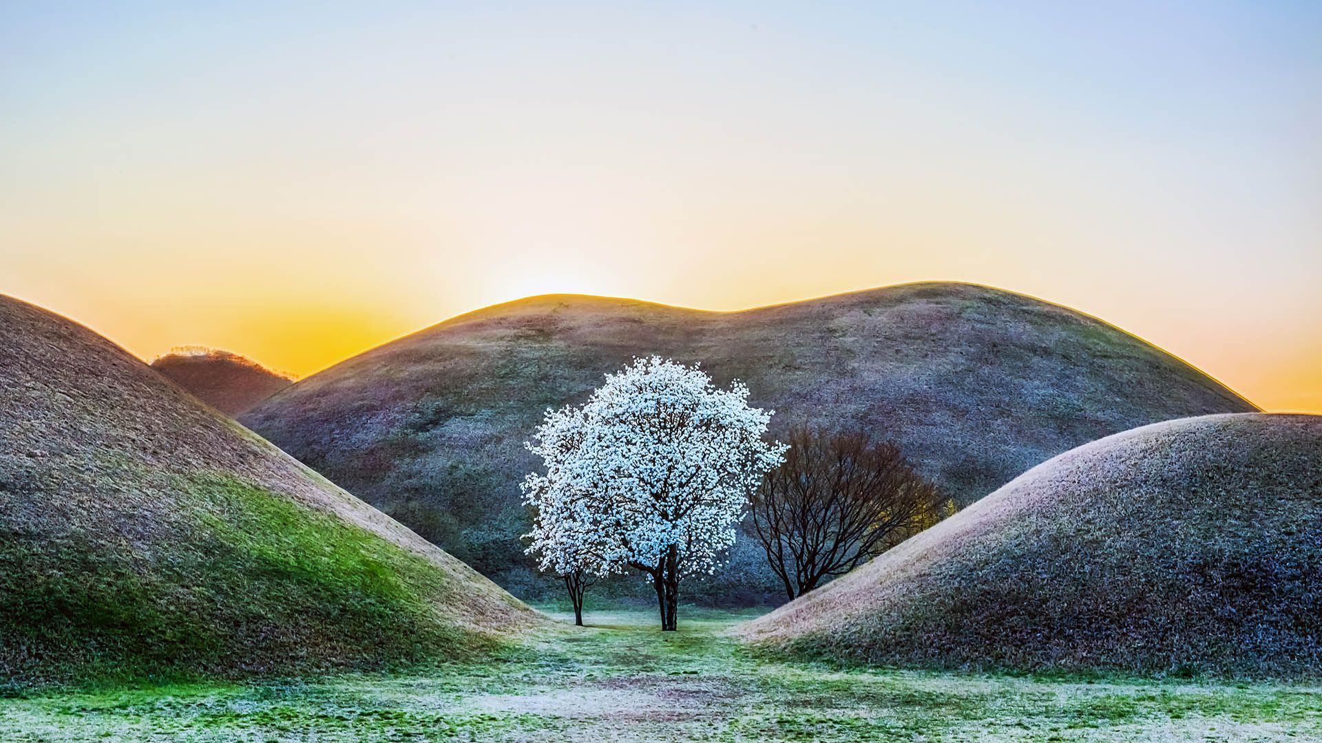 1920x1080 A shiny magnolia tree between ancient royal tombs under the sunset sky, Gyeongju, South Korea. Windows Spotlight Image