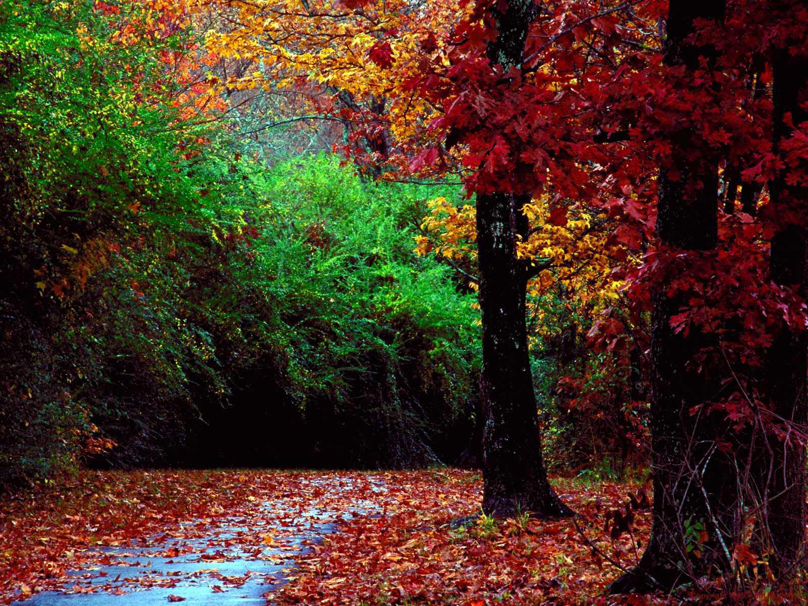1600x1200 fall forest wallpaper cool Desktop Wallpaperk HD