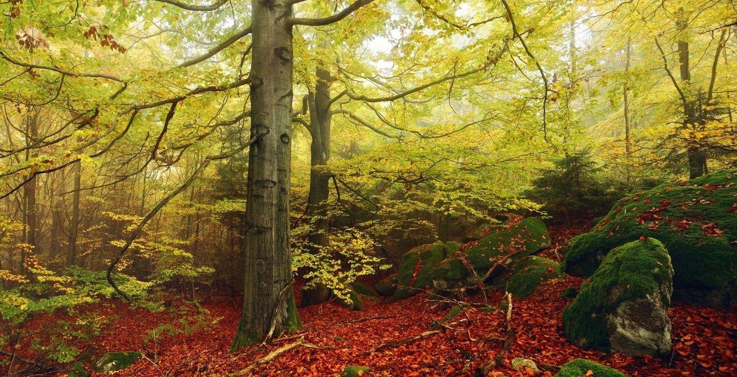 1500x768 nature landscape fall forest mist moss beech leaves germany trees