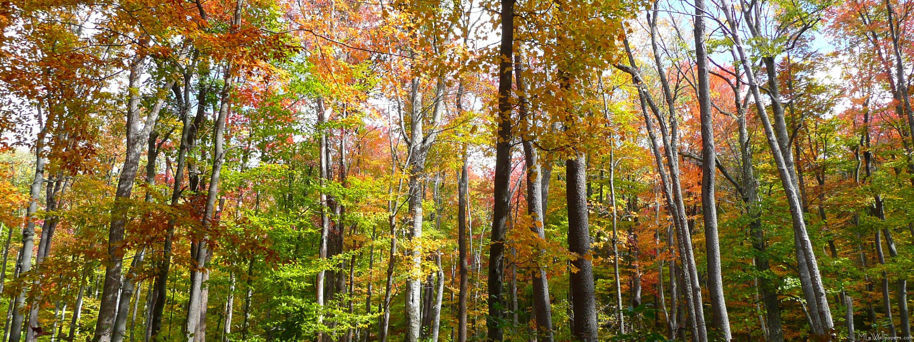 3200x1200 MLeWallpaper.com Forest I