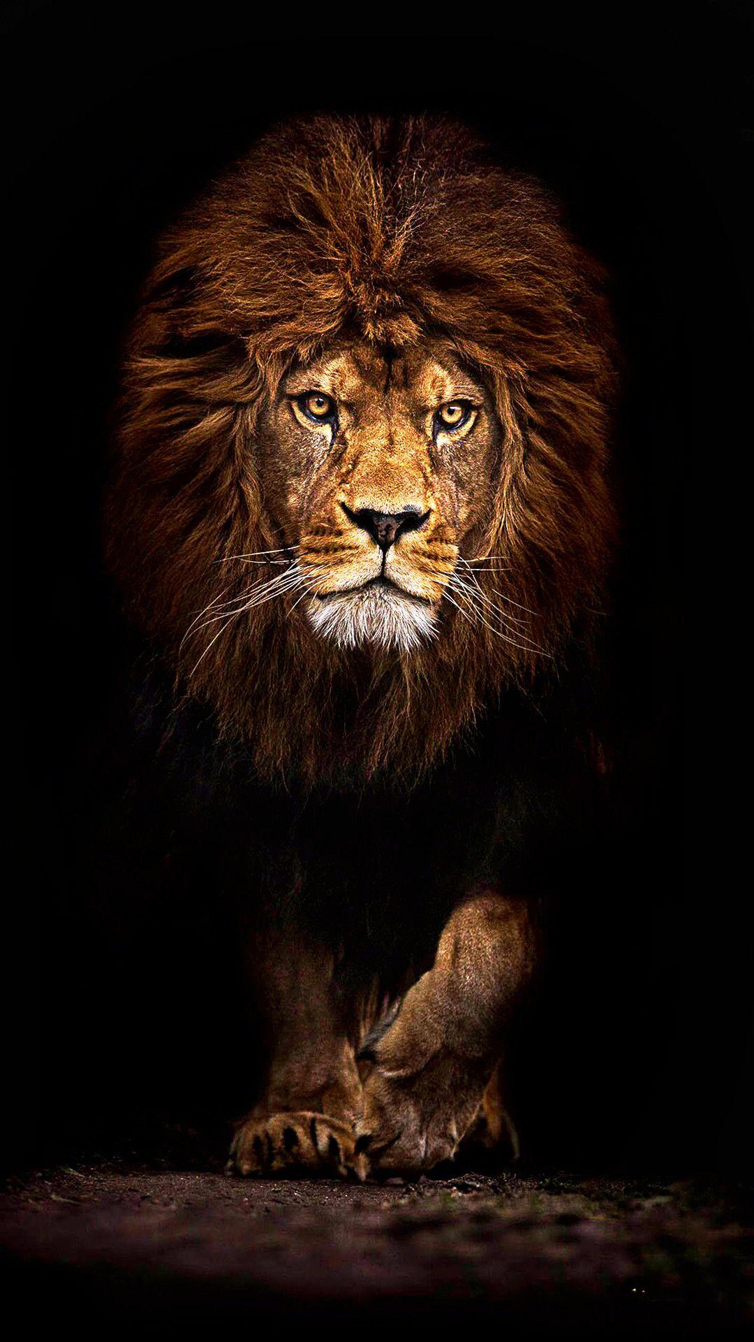 1080x1920 Cool Lion Wallpaper For iPhone HD 4k Wallpaper For Mobile