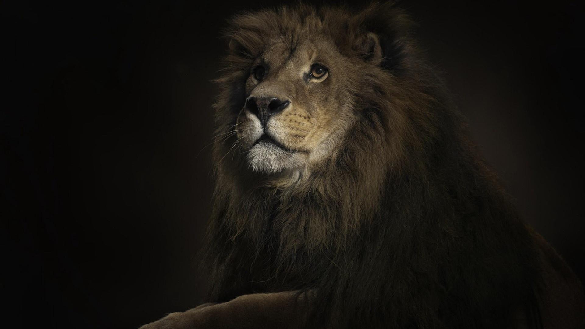 1920x1080 Lion Wallpaper HD