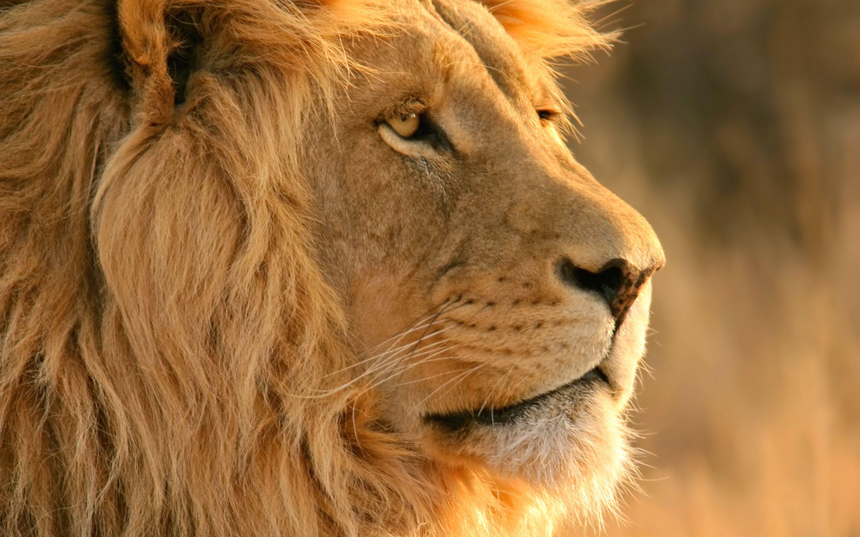 2880x1800 Free download Lion Wallpaper HD Wallpaper [2880x1800]