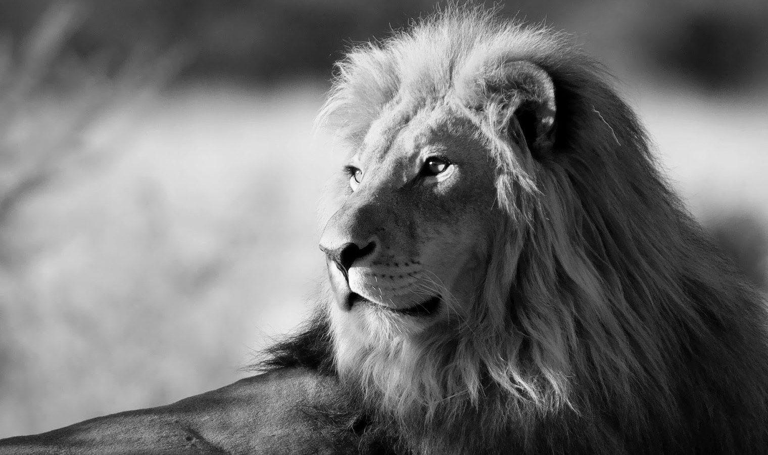 1520x900 Black Lion HD Wallpaper Black And White Wallpaper HD