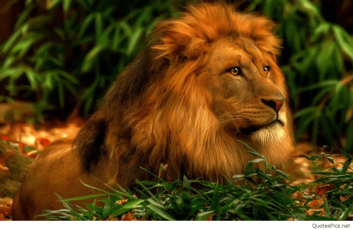 1152x750 Hd Lion Wallpaper 1080p Wallpaper 3D Hd, HD Wallpaper
