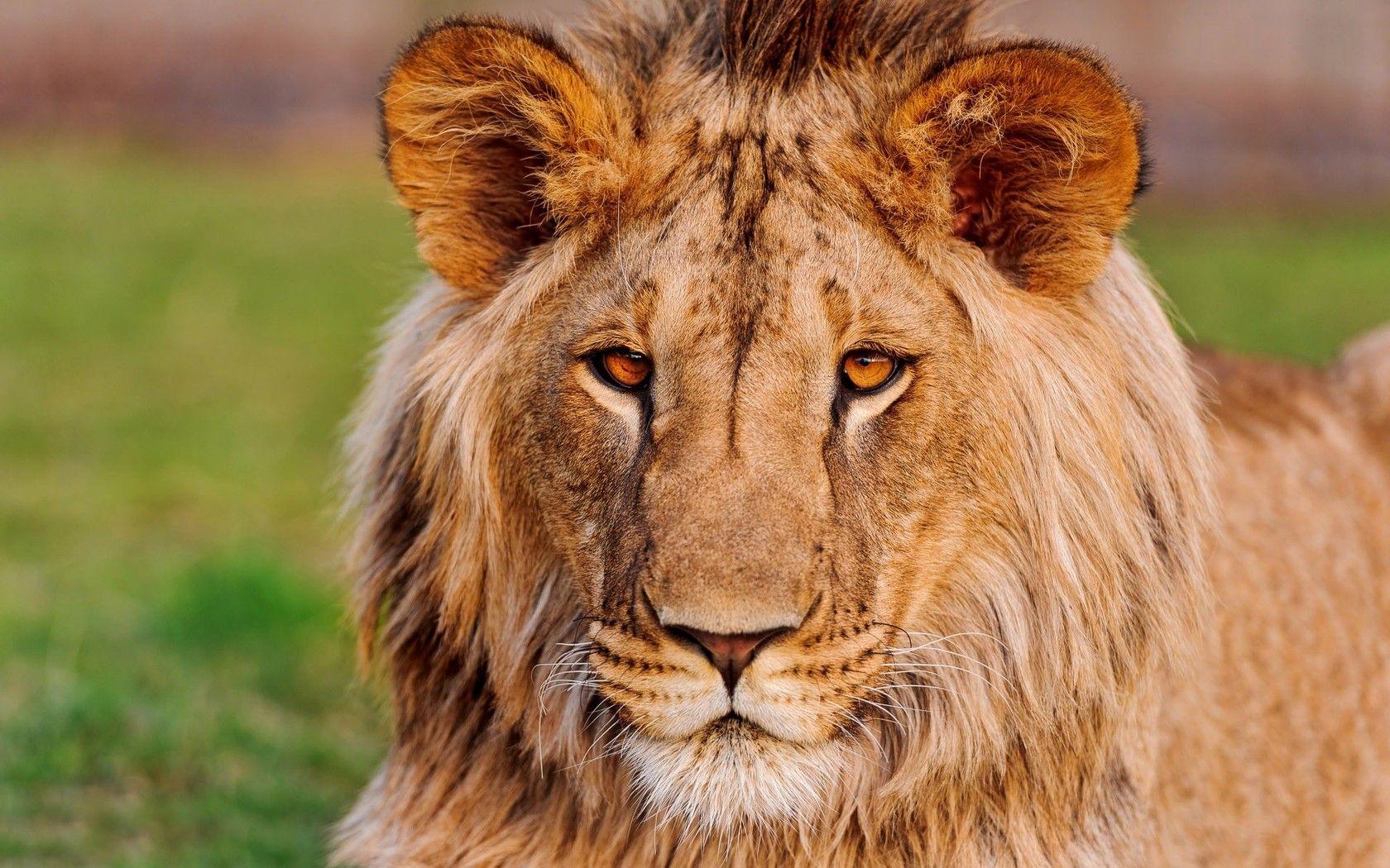 1680x1050 Lion HD HD Wallpaper