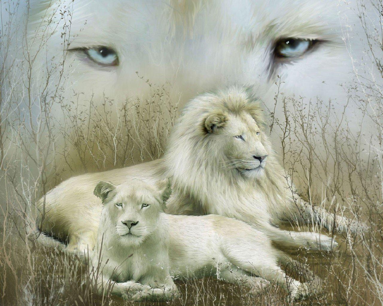 1280x1024 White Lion wallpaper HD for desktop background