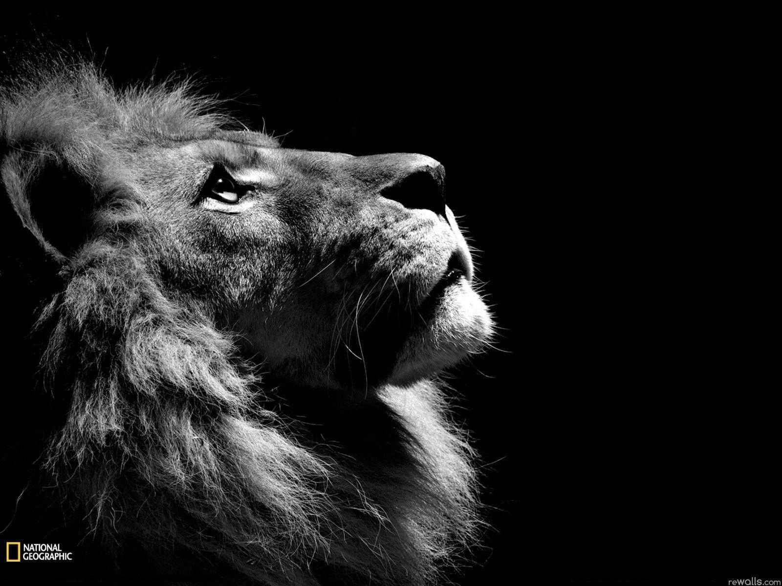1600x1200 Lion And Wallpaper
