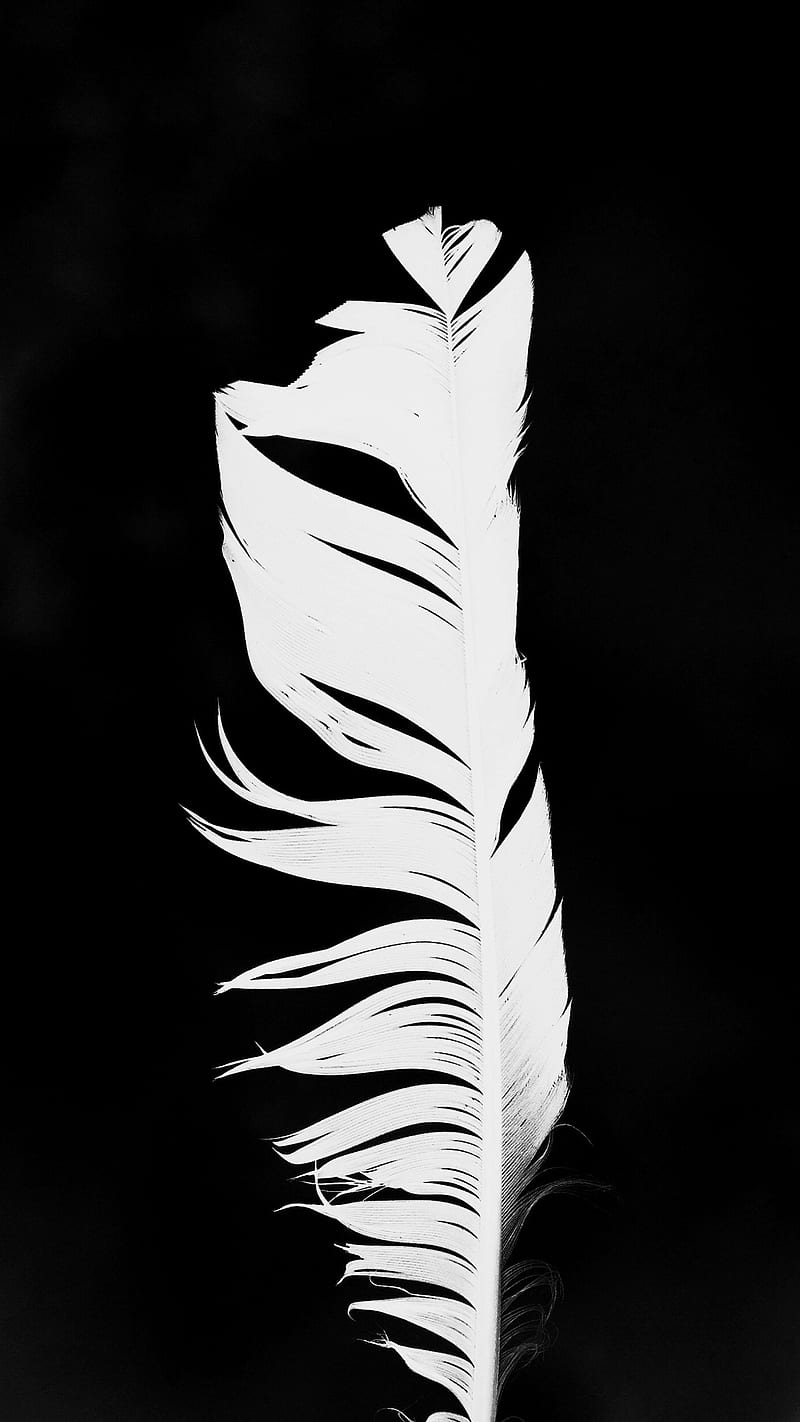 800x1422 White Feather, The, bird, black, clean, minimal, nature, simple, HD phone wallpaper