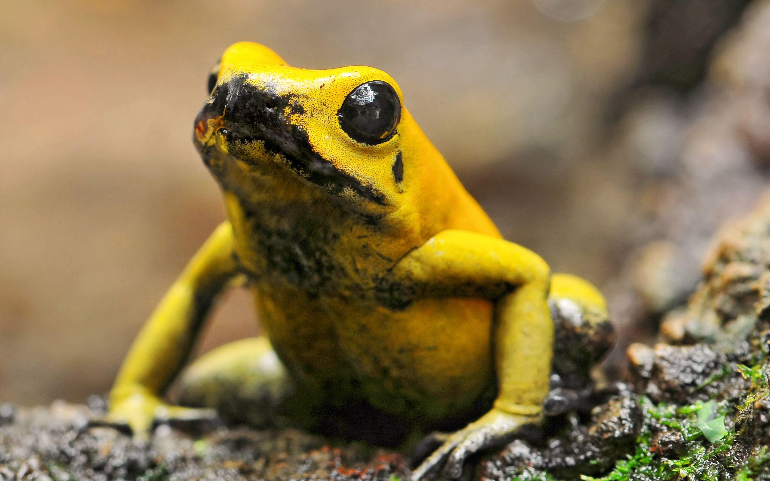 Frog golden Golden Frog