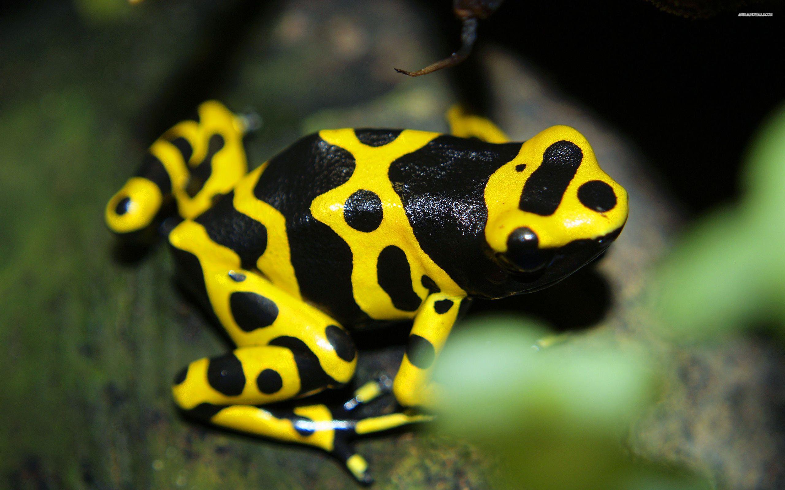 2560x1600 Poison dart frog HD Wallpaper and Background Image