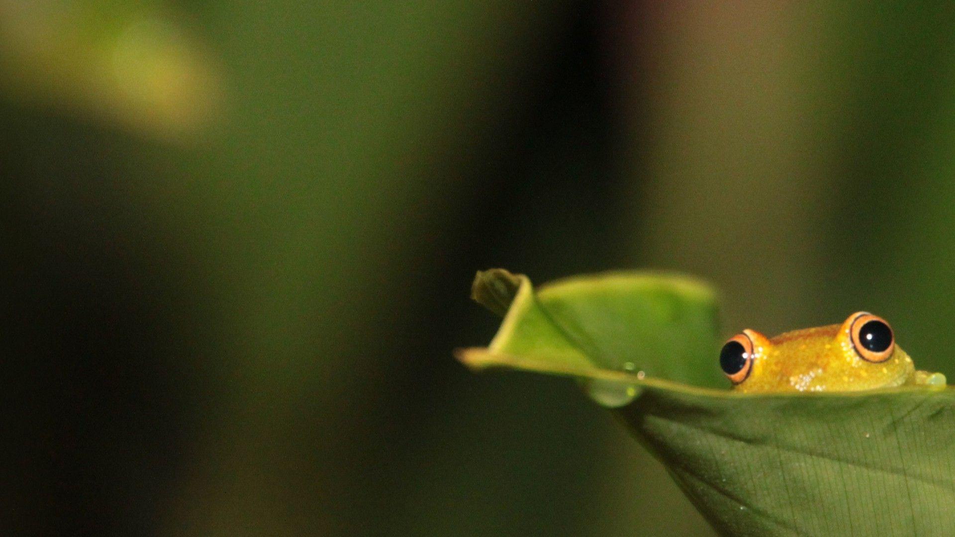 1920x1080 Kermit the Frog Wallpaper