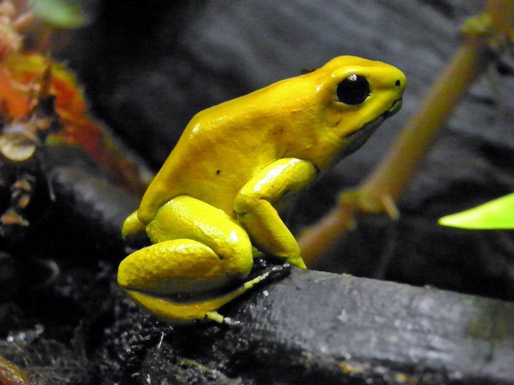 1024x768 Golden Poison Frog wallpaper, Animal, HQ Golden Poison Frog