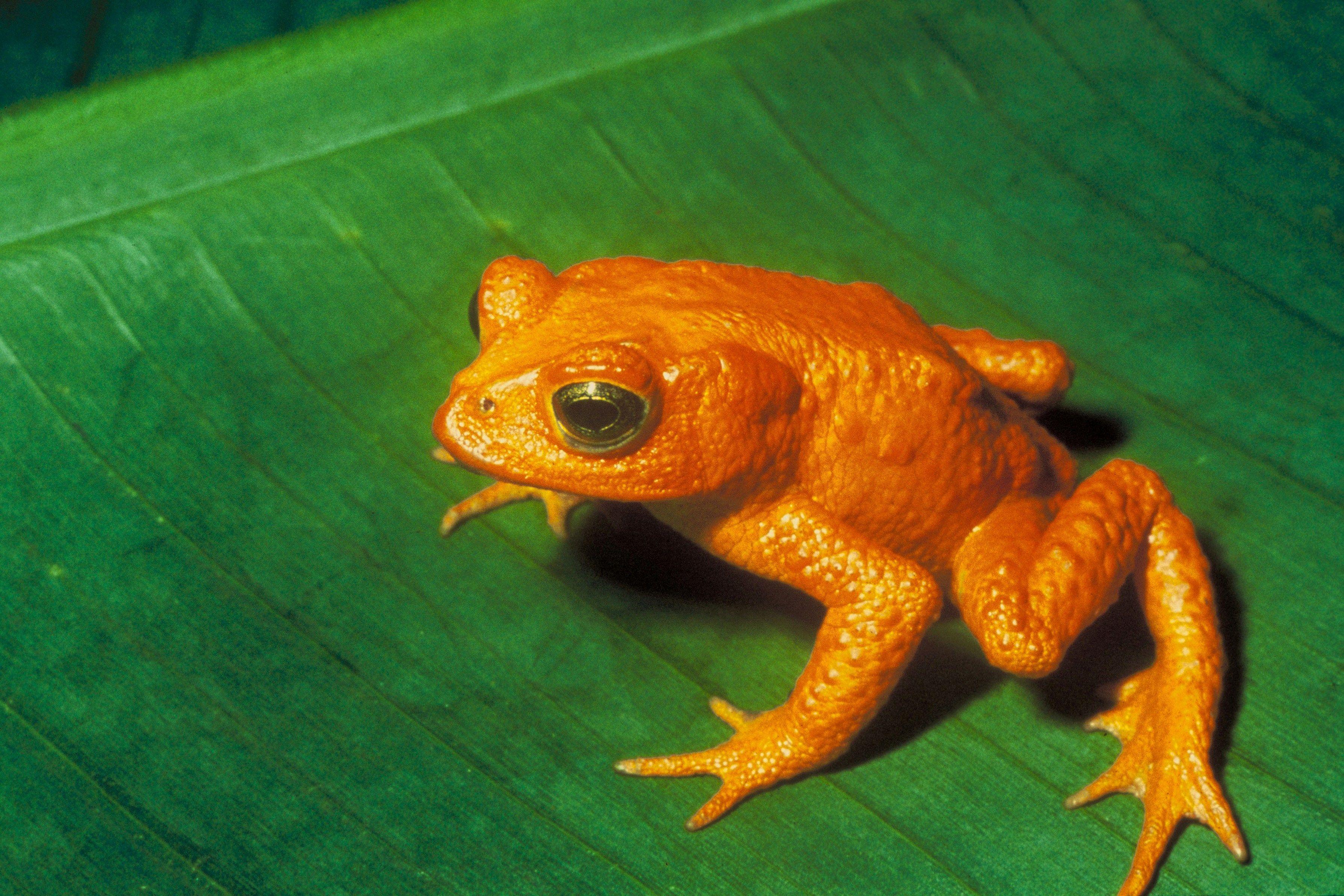 3576x2385 Decline in amphibian populations