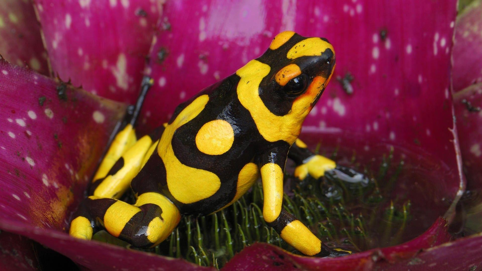 1920x1080 frog, Animals, Amphibian, Poison Dart Frogs Wallpaper HD