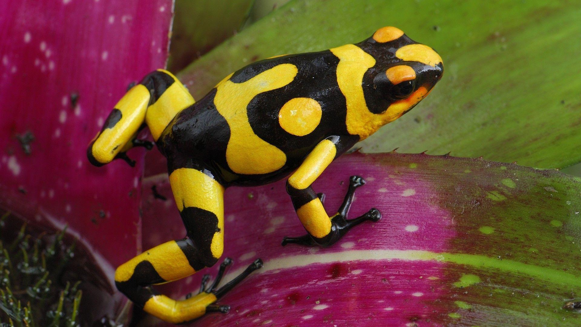 1920x1080 frog, Animals, Amphibian, Poison Dart Frogs Wallpaper HD