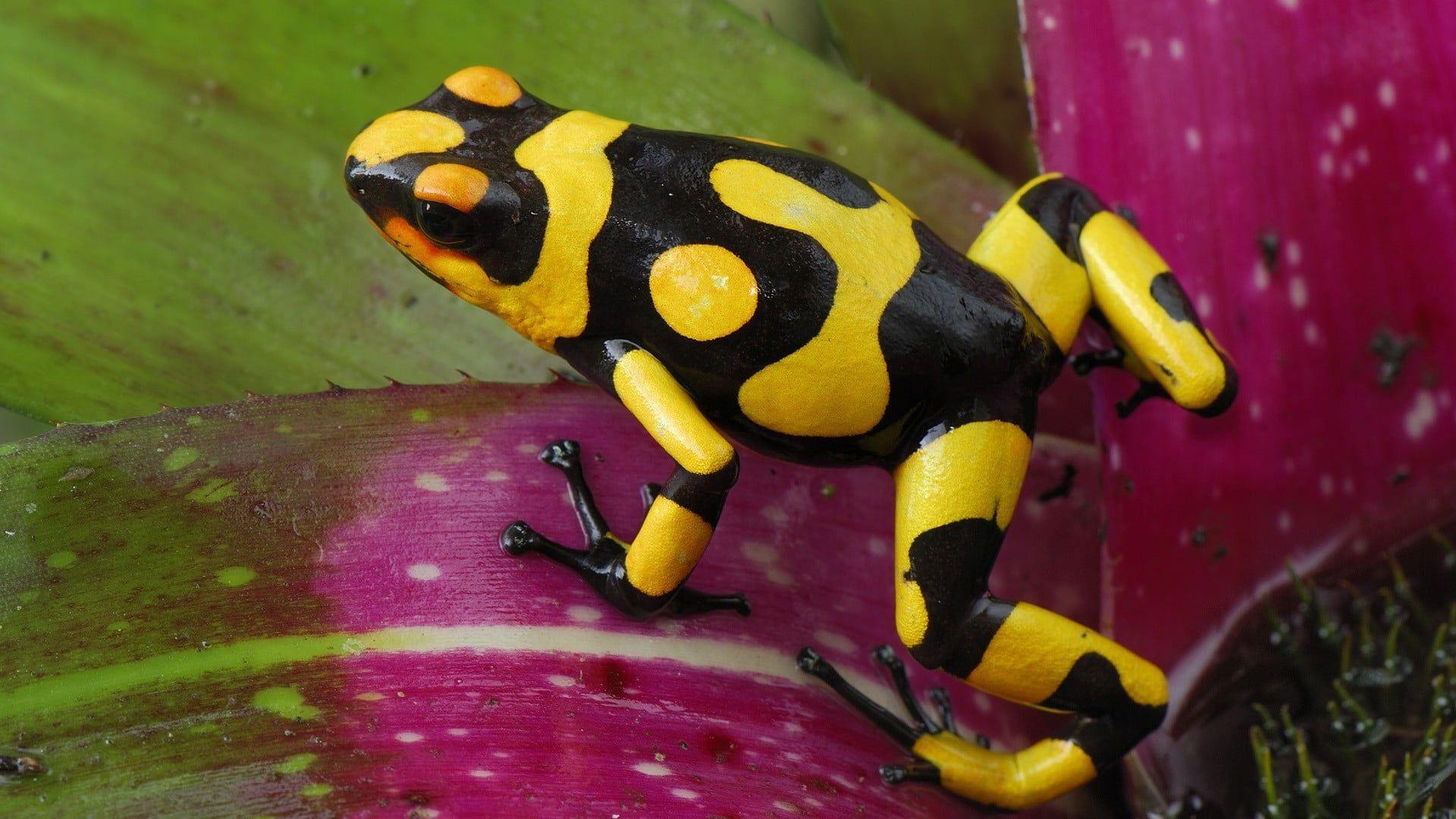 1920x1080 Black and yellow frog, frog, animals, amphibian, poison dart frogs