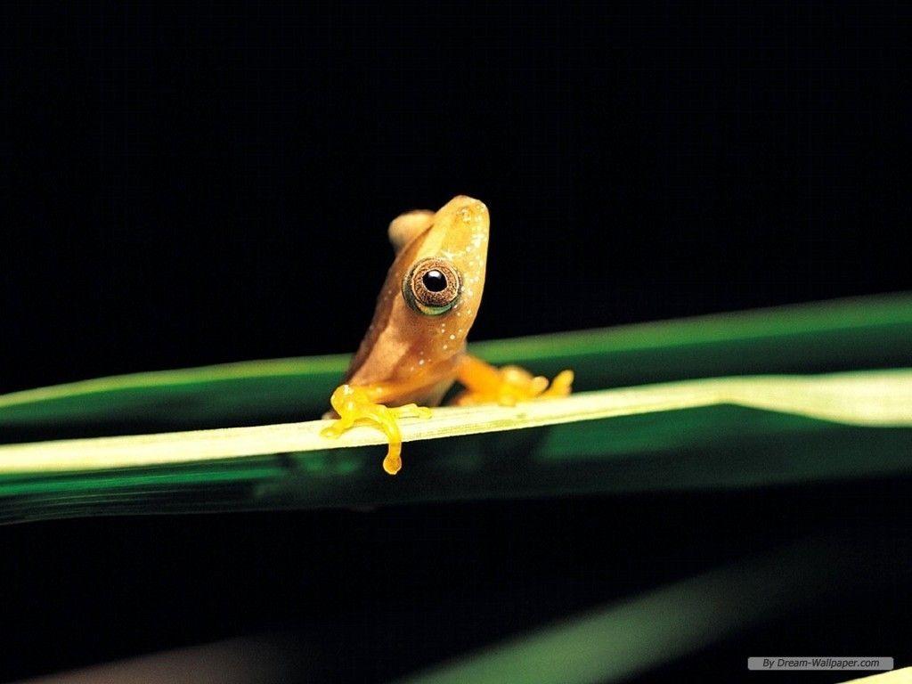 1024x768 Frog Wallpaper!