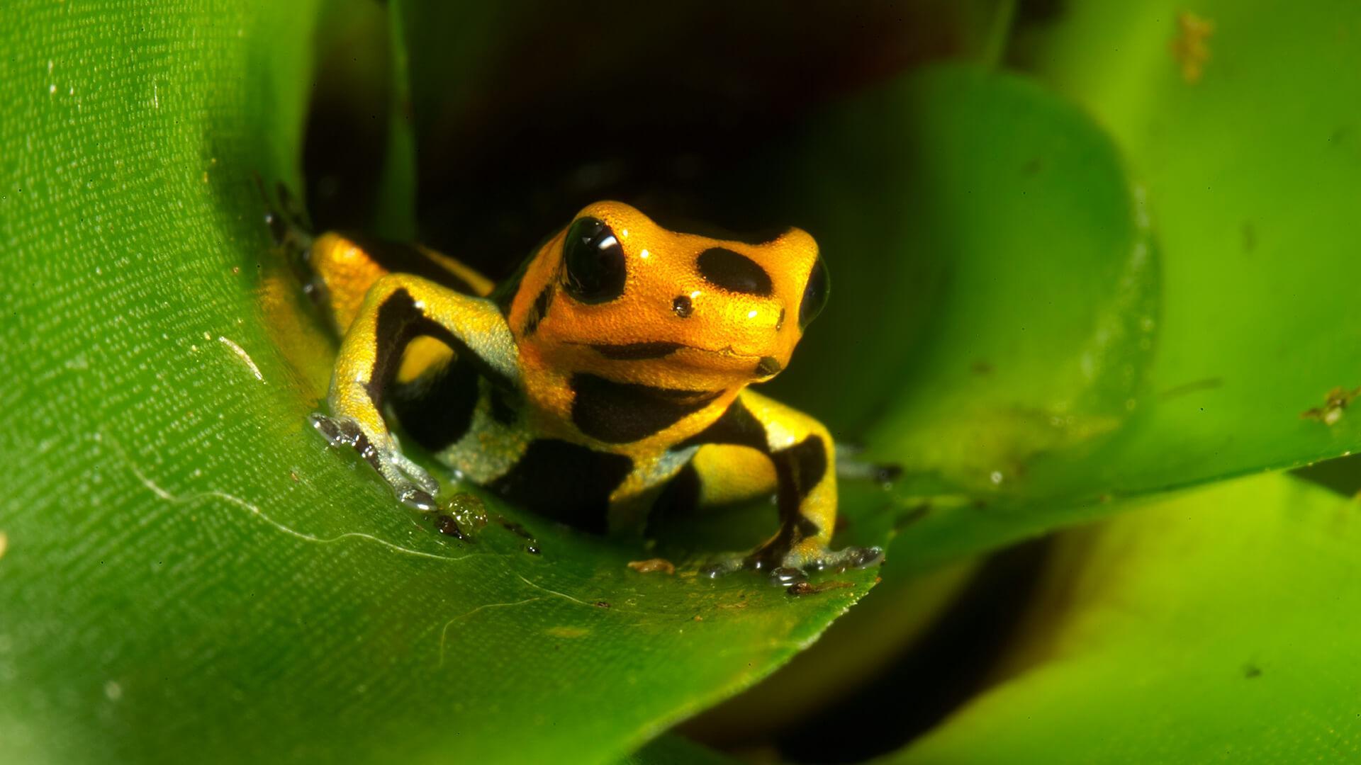 1920x1080 Poison Dart Frog Wallpaper